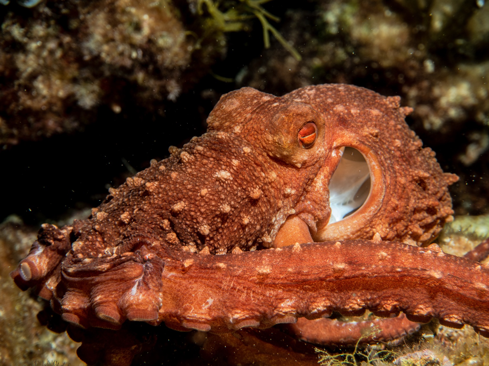 Photo of White-spotted octopus (Octopus macropus)