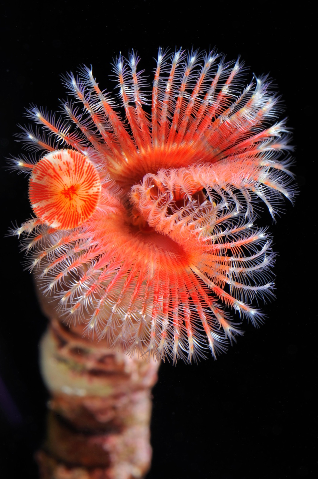 Photo of Calcareous tubeworm (Serpula vermicularis)