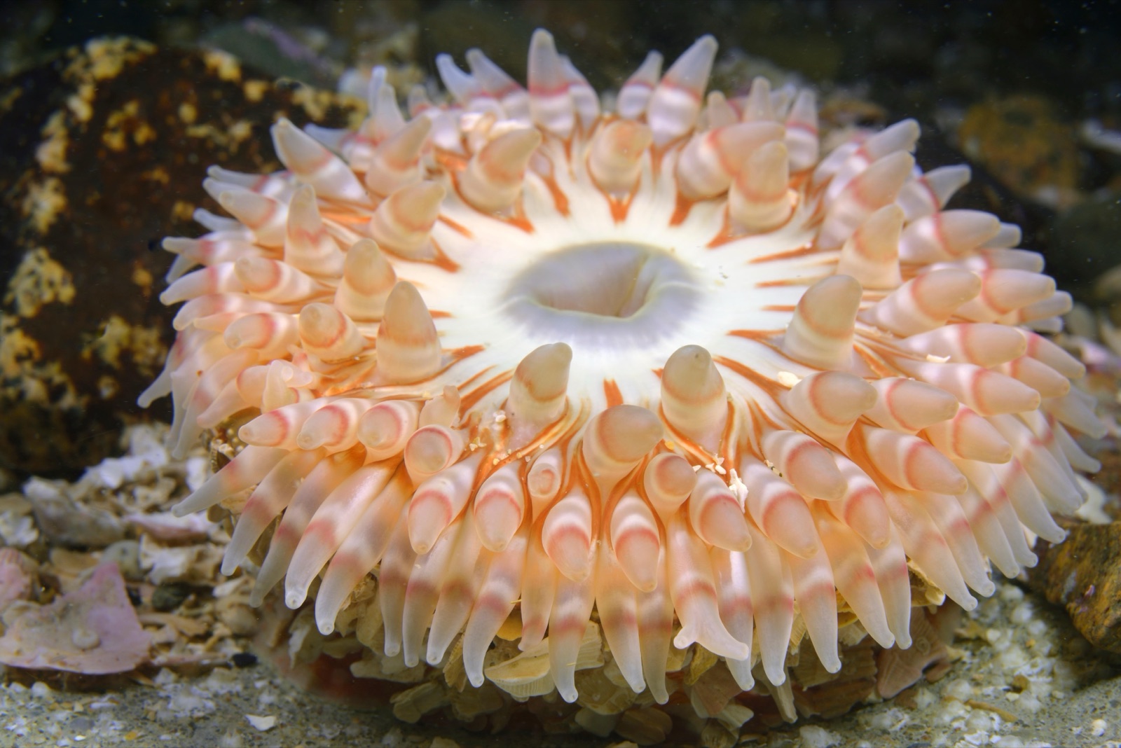 Photo of Dahlia anemone (Urticina felina)