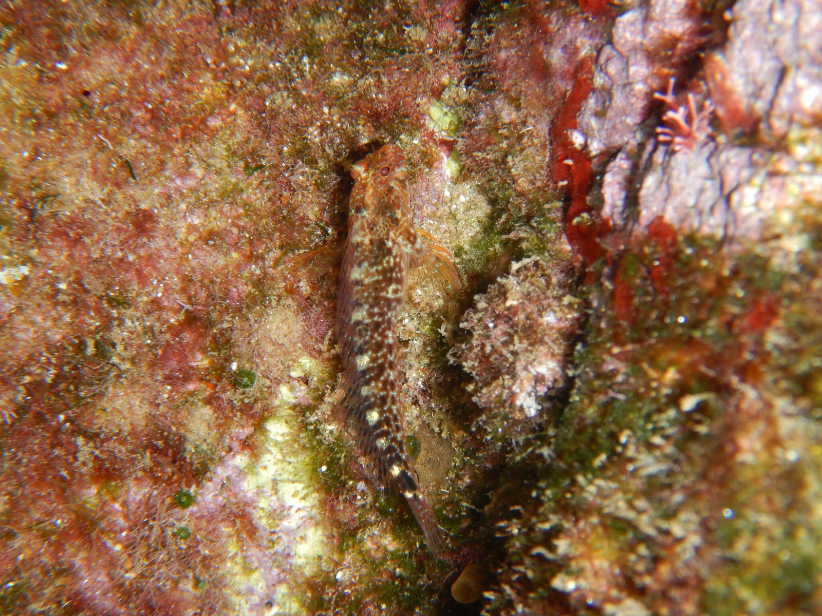 Photo de Blennie de Zvonimir (Parablennius zvonimiri)