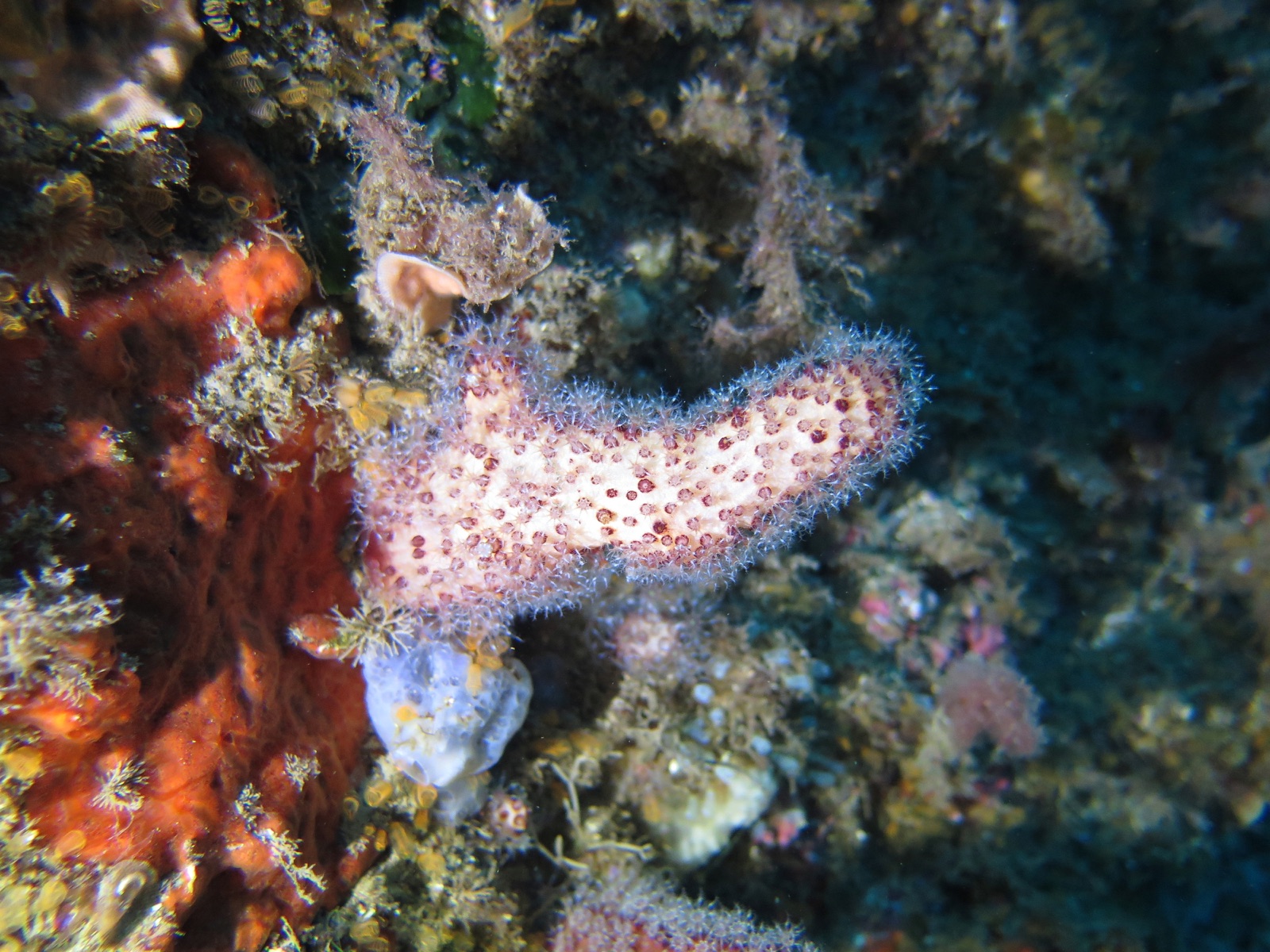 Photo of Red Mediterranean hand (Alcyonium acaule)