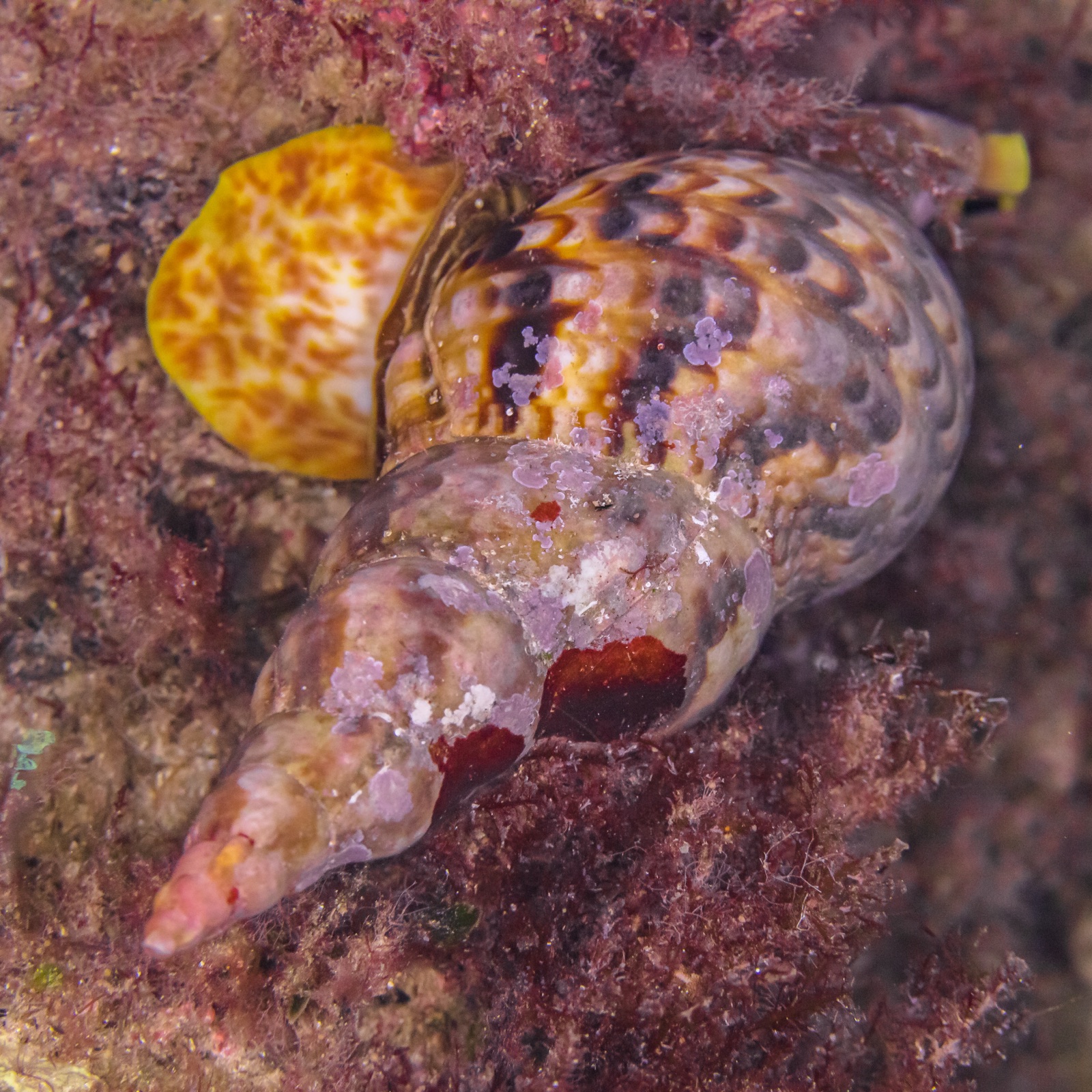 Photo of Giant Triton (Charonia tritonis)