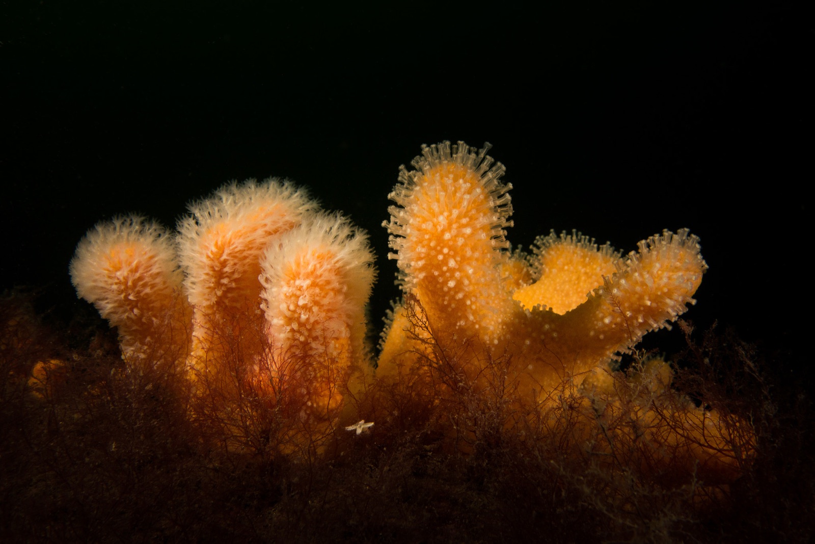 Photo of Dead man's fingers (Alcyonium digitatum)