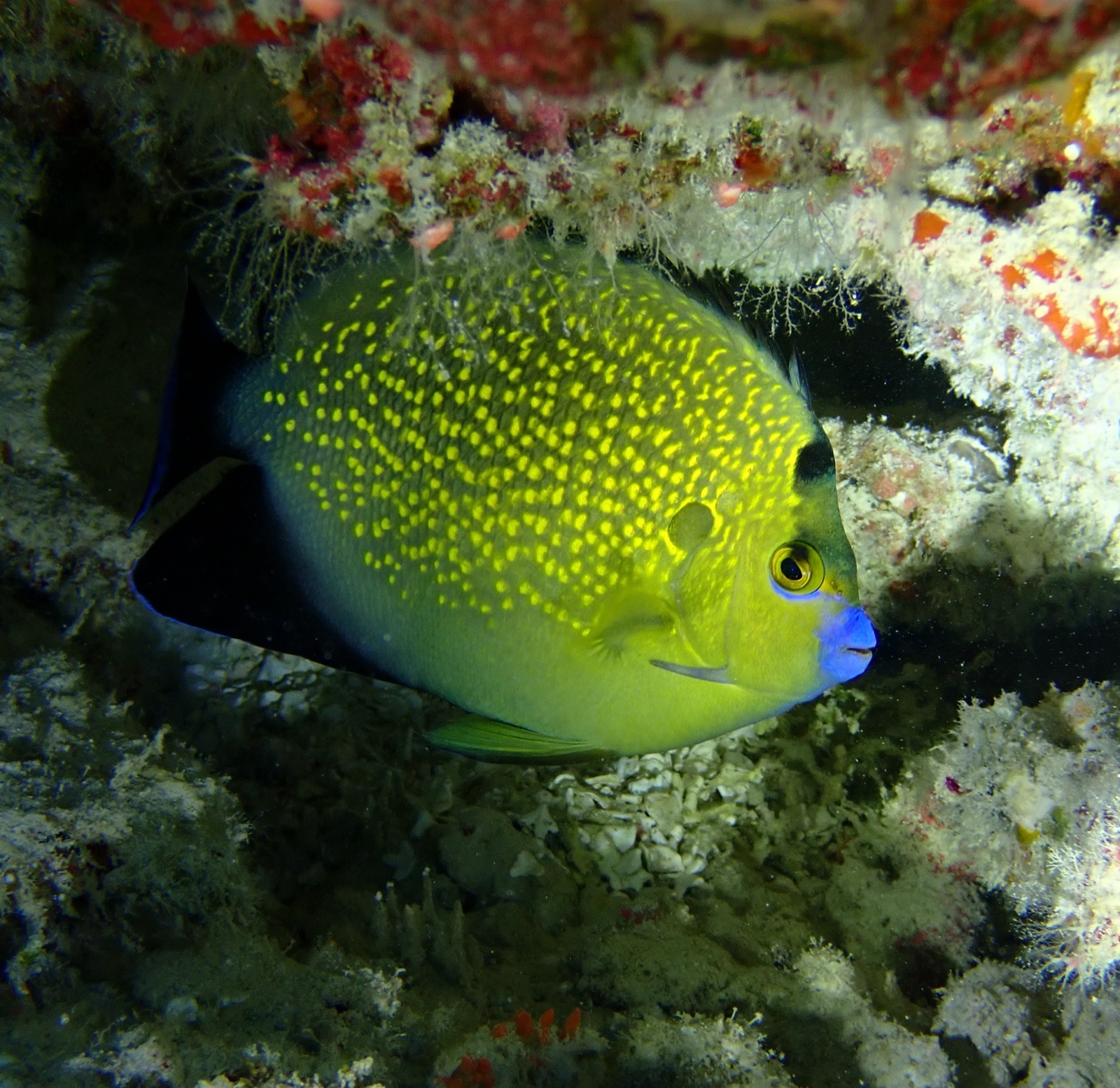 Photo of Yellowspotted Angelfish (Apolemichthys xanthopunctatus)