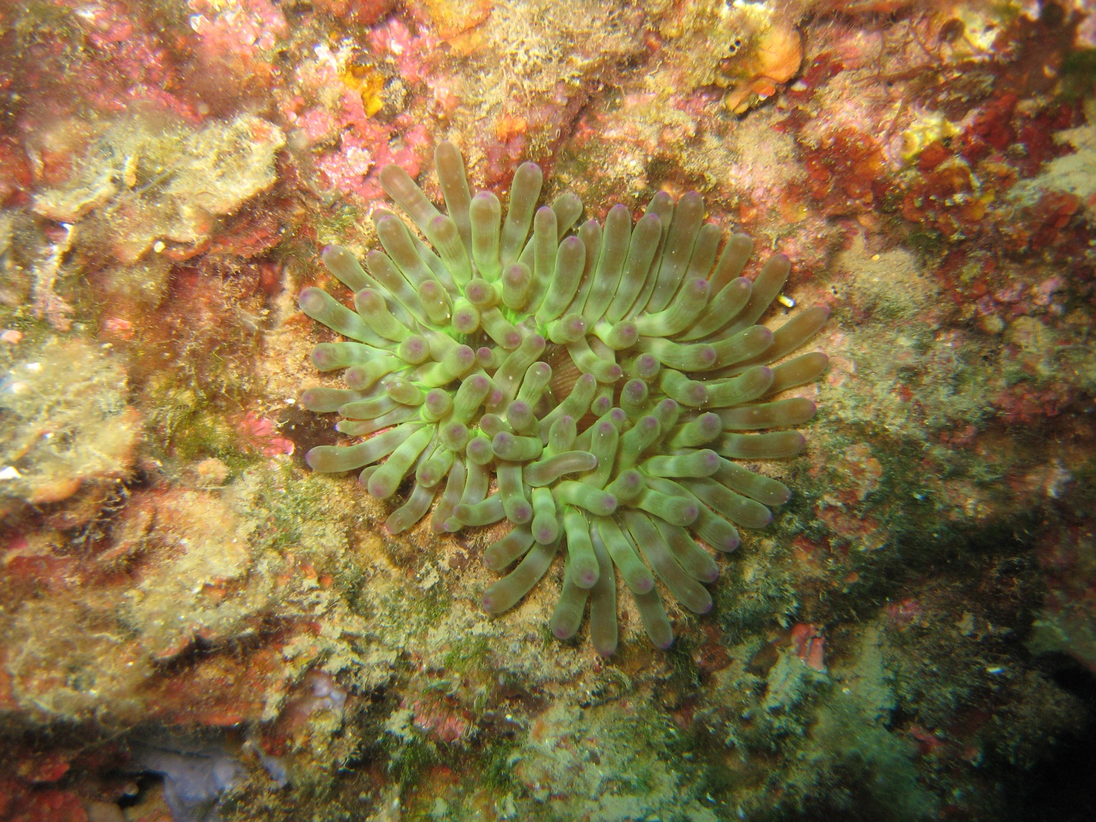 Photo of Red rockpool anemone (Cribrinopsis crassa)