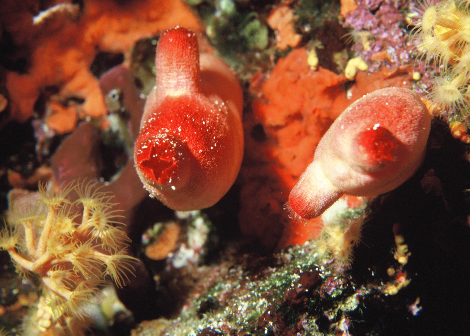 Photo of Red sea squirt (Halocynthia papillosa)