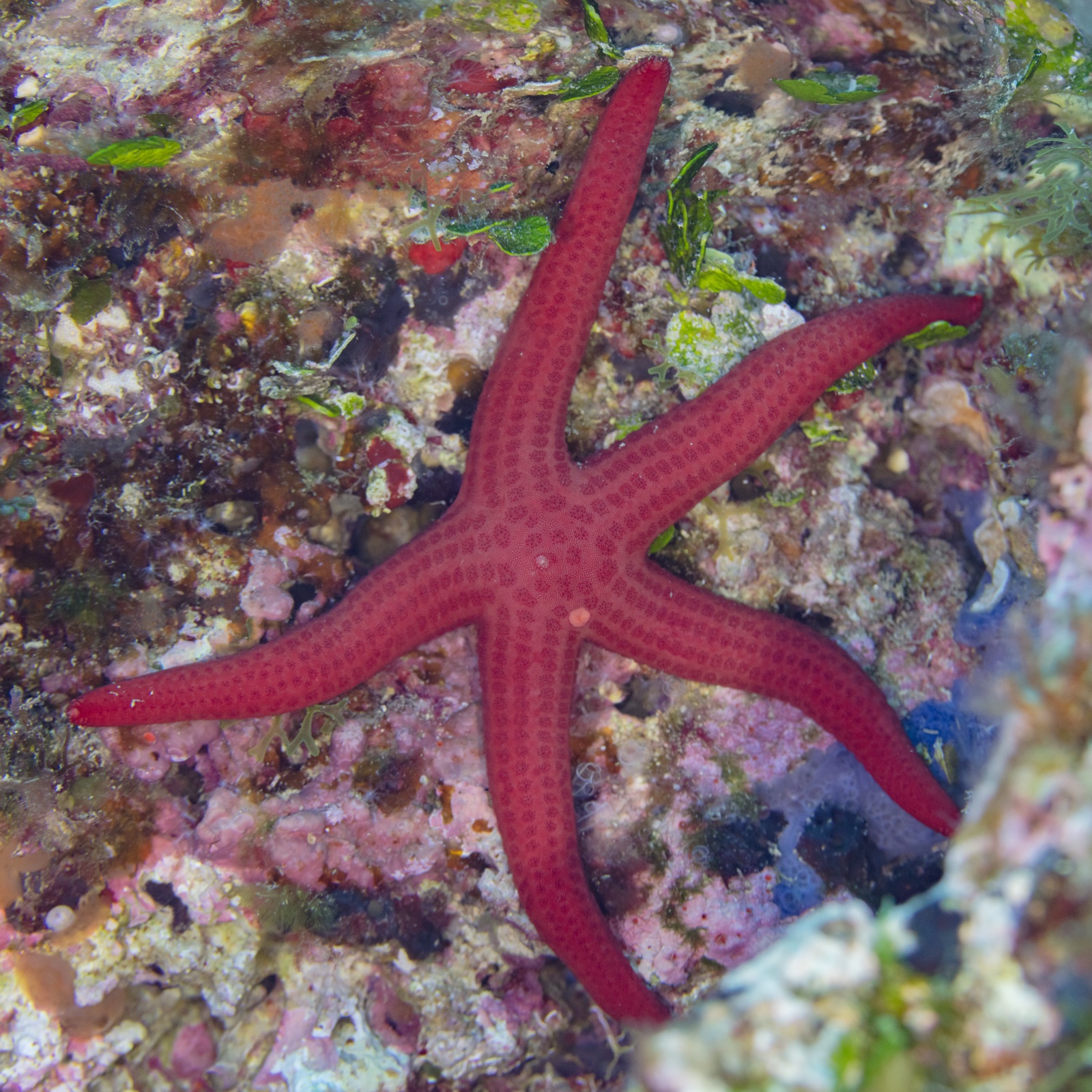 Photo of Attenuated sea star (Hacelia attenuata)