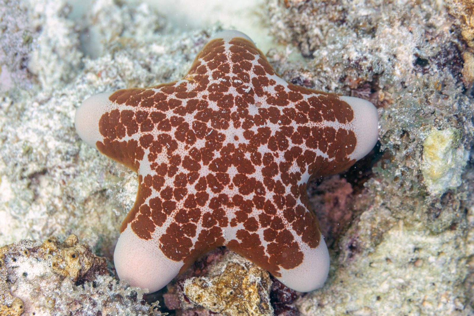 Photo of Granulated Starfish (Choriaster granulatus)