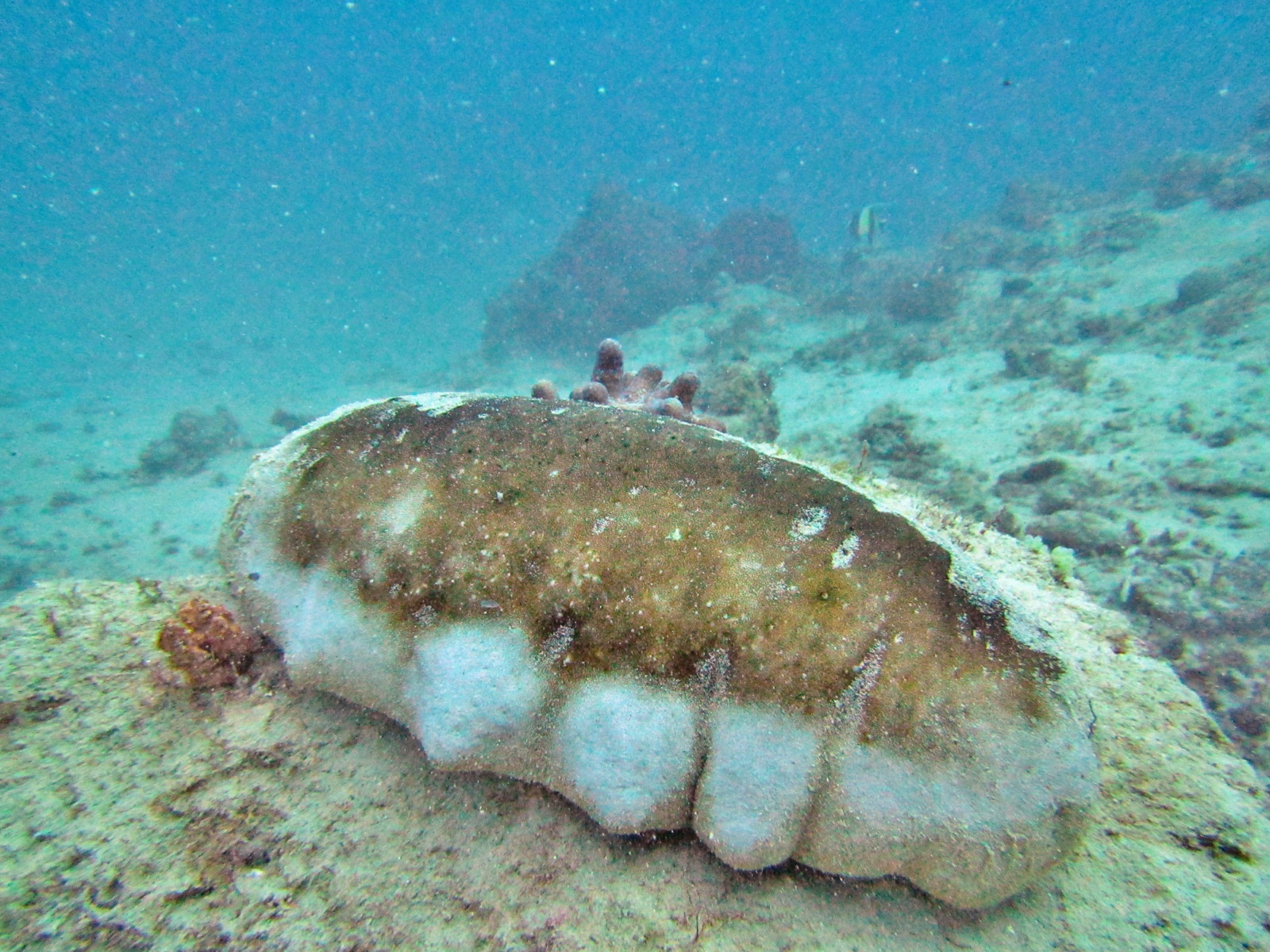 Photo of White teatfish (Holothuria fuscogilva)