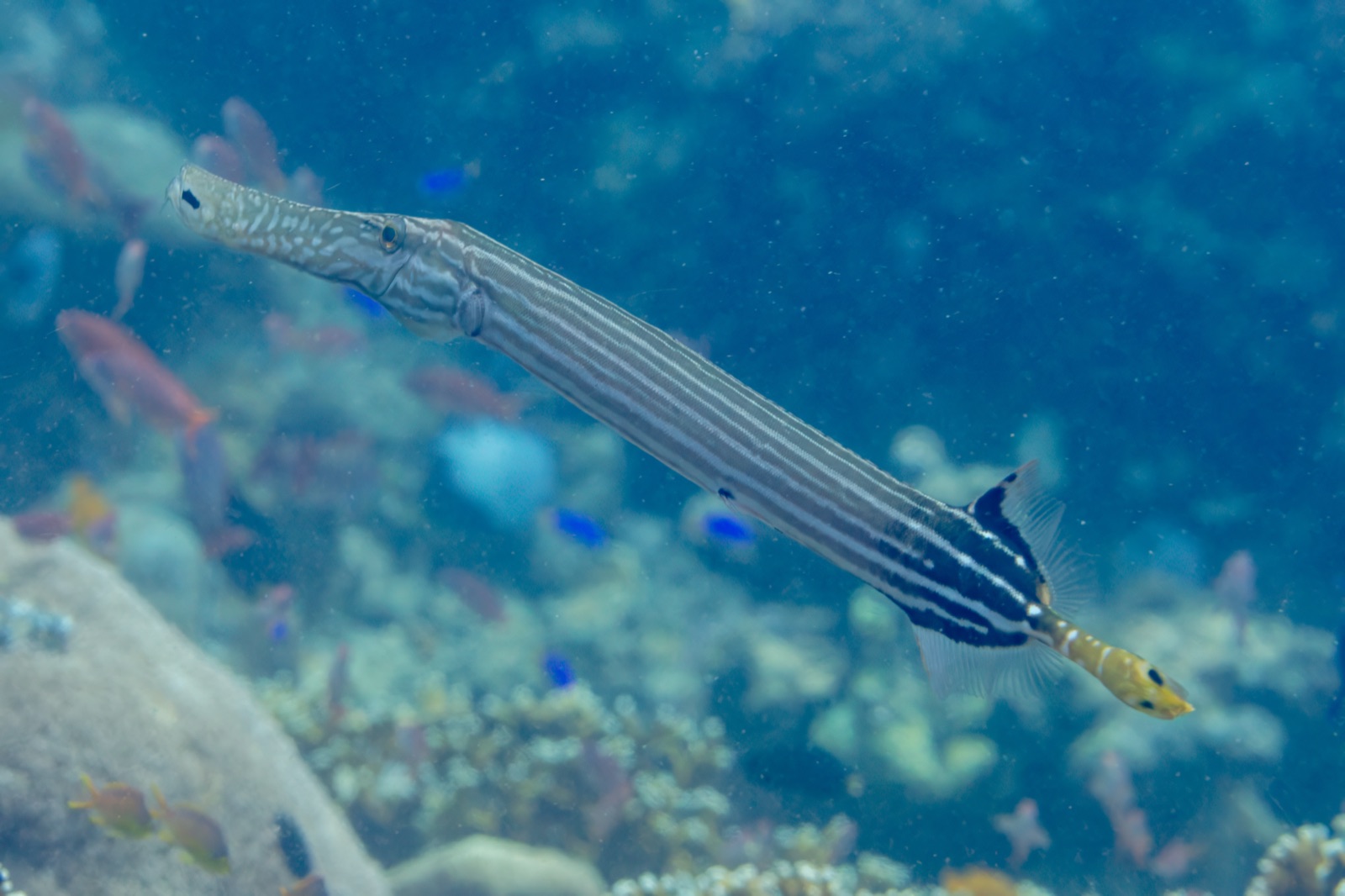Photo of Pacific trumpetfish (Aulostomus chinensis)