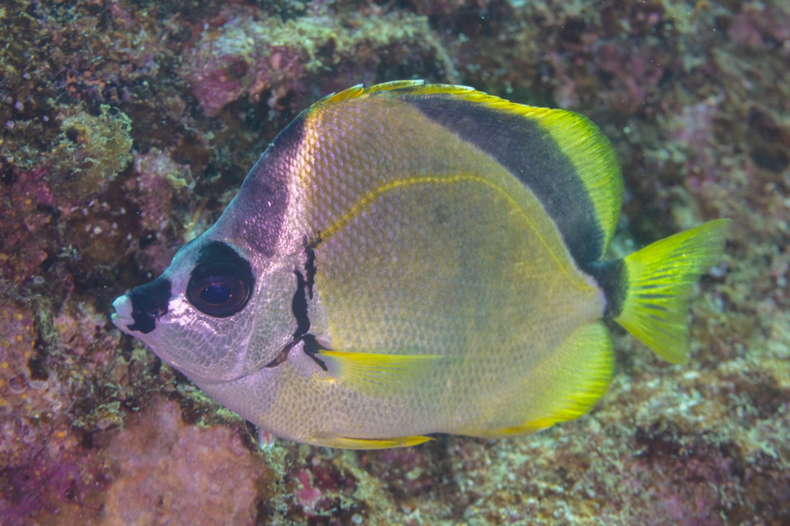 Photo of Barberfish (Johnrandallia nigrirostris)