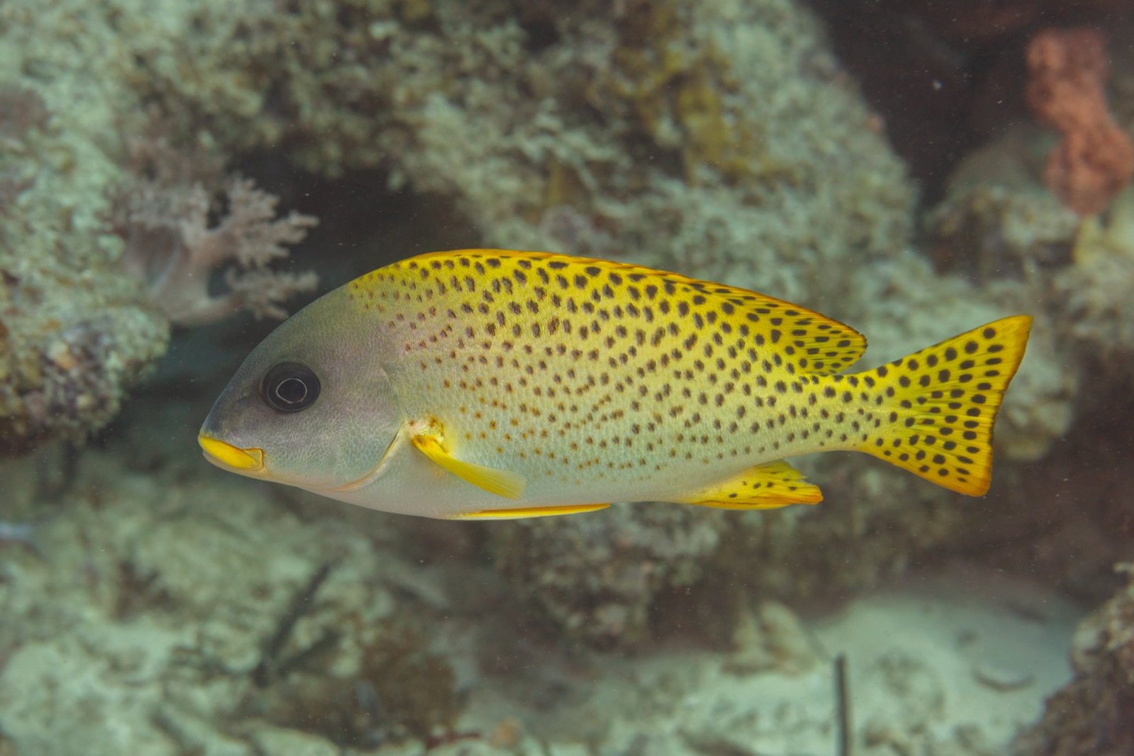 Photo de Gâteur rayé (Plectorhinchus gaterinus)