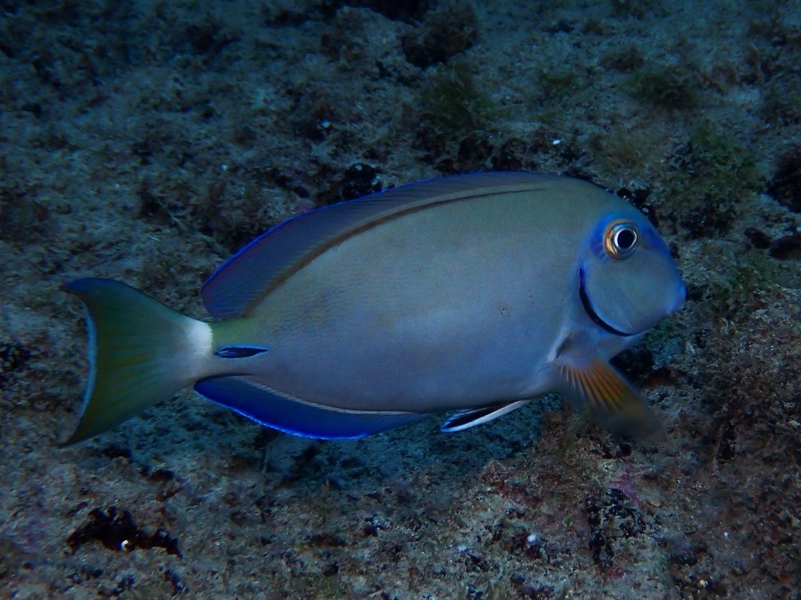 Photo of Atlantic blue tang (Acanthurus tractus)