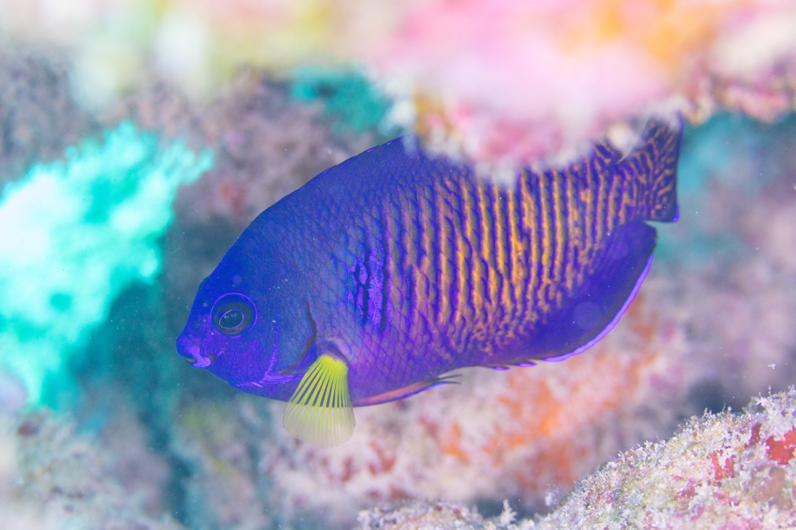 Photo of Yellowtail Angelfish (Centropyge bispinosa)