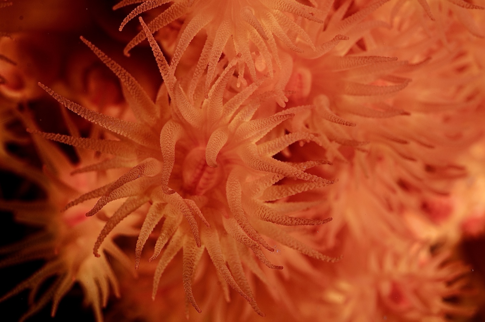 Photo of Mediterranean orange coral (Astroides calycularis)