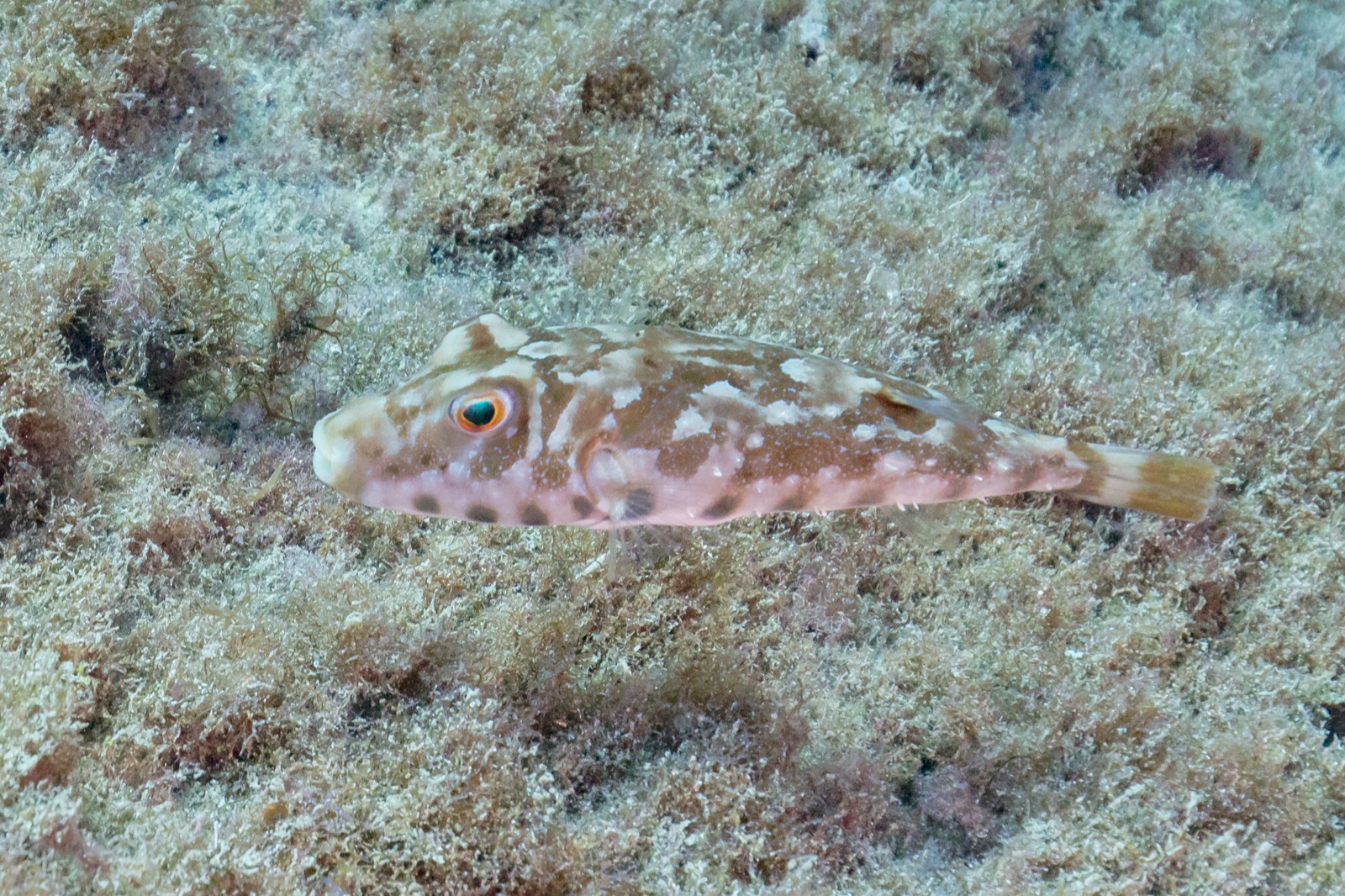 Foto de Tamboril atlántico (Sphoeroides marmoratus)