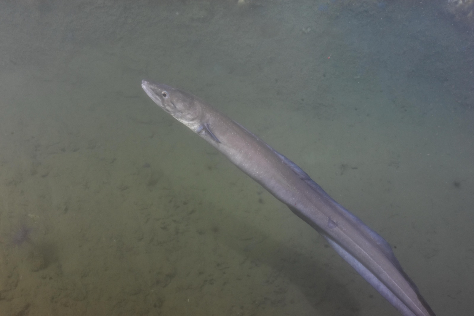 Photo of European conger (Conger conger)