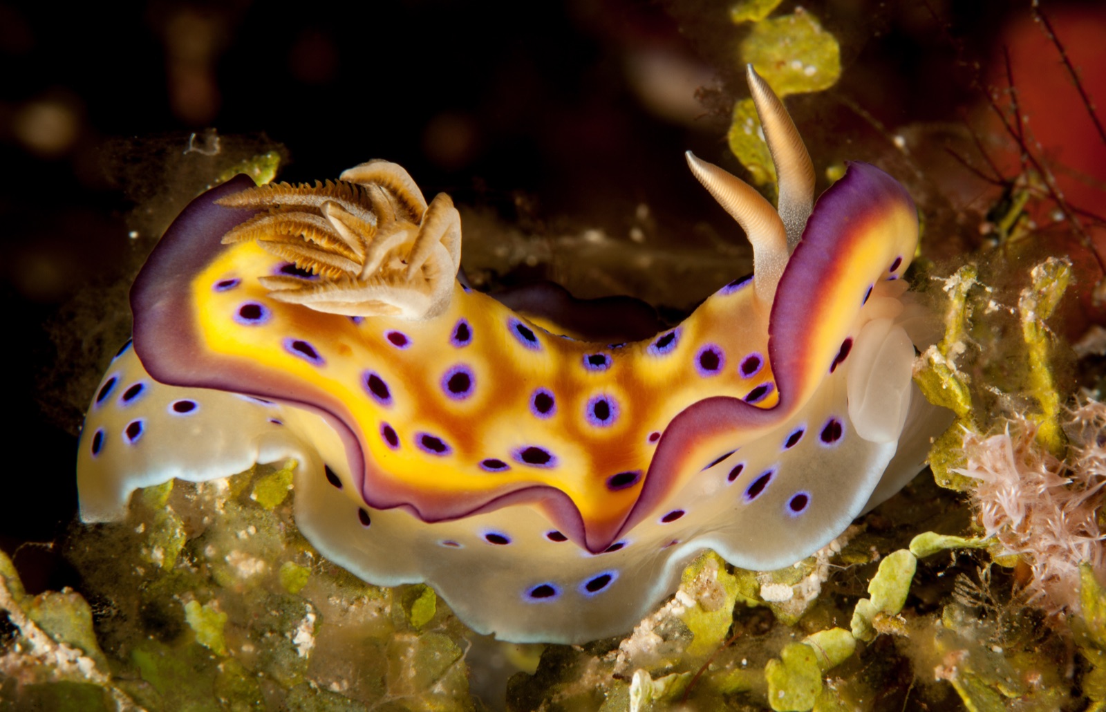 Photo of Kunie's goniobranchus (Goniobranchus kuniei)