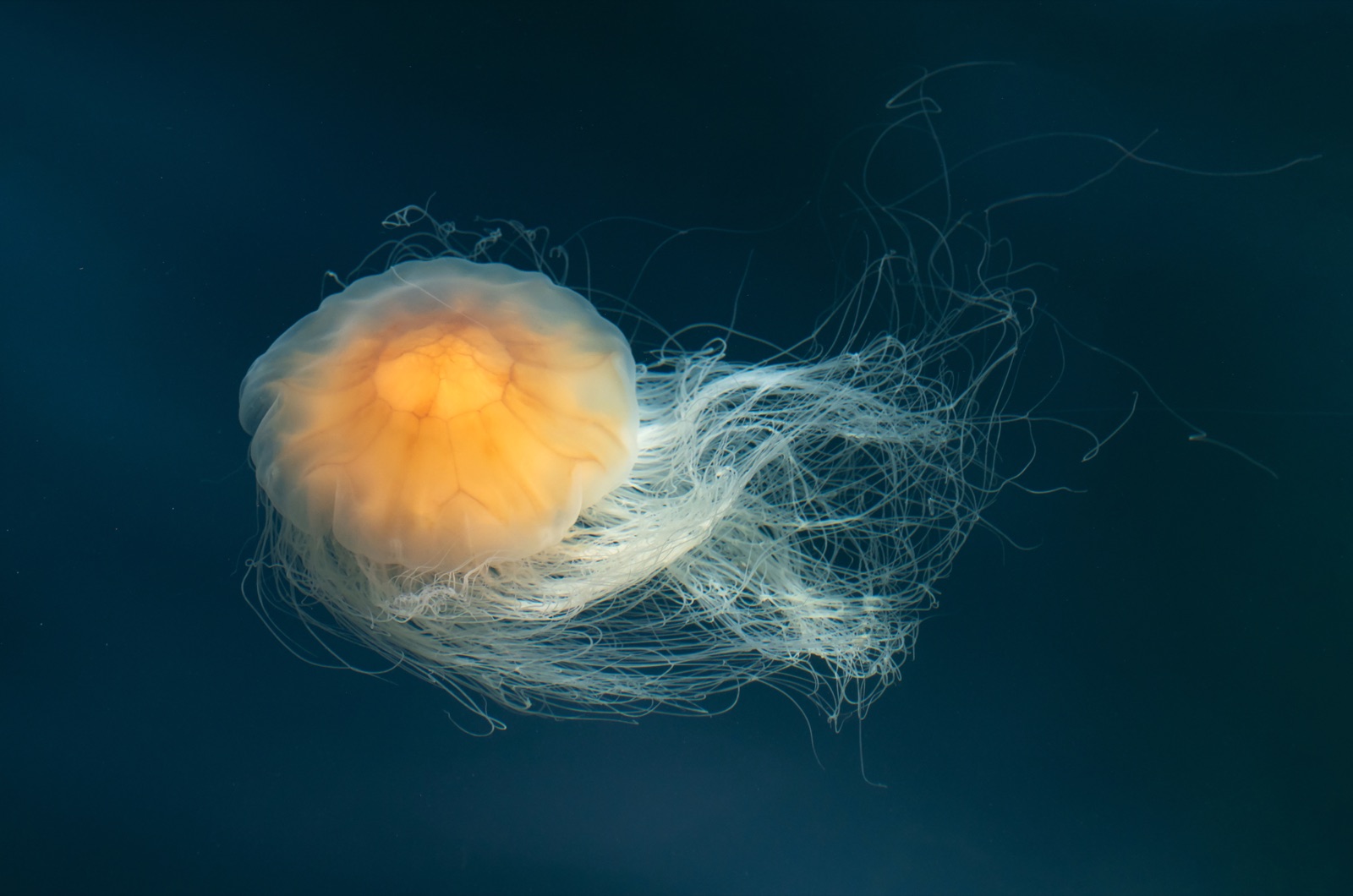 Photo of Lion's mane jellyfish (Cyanea capillata)