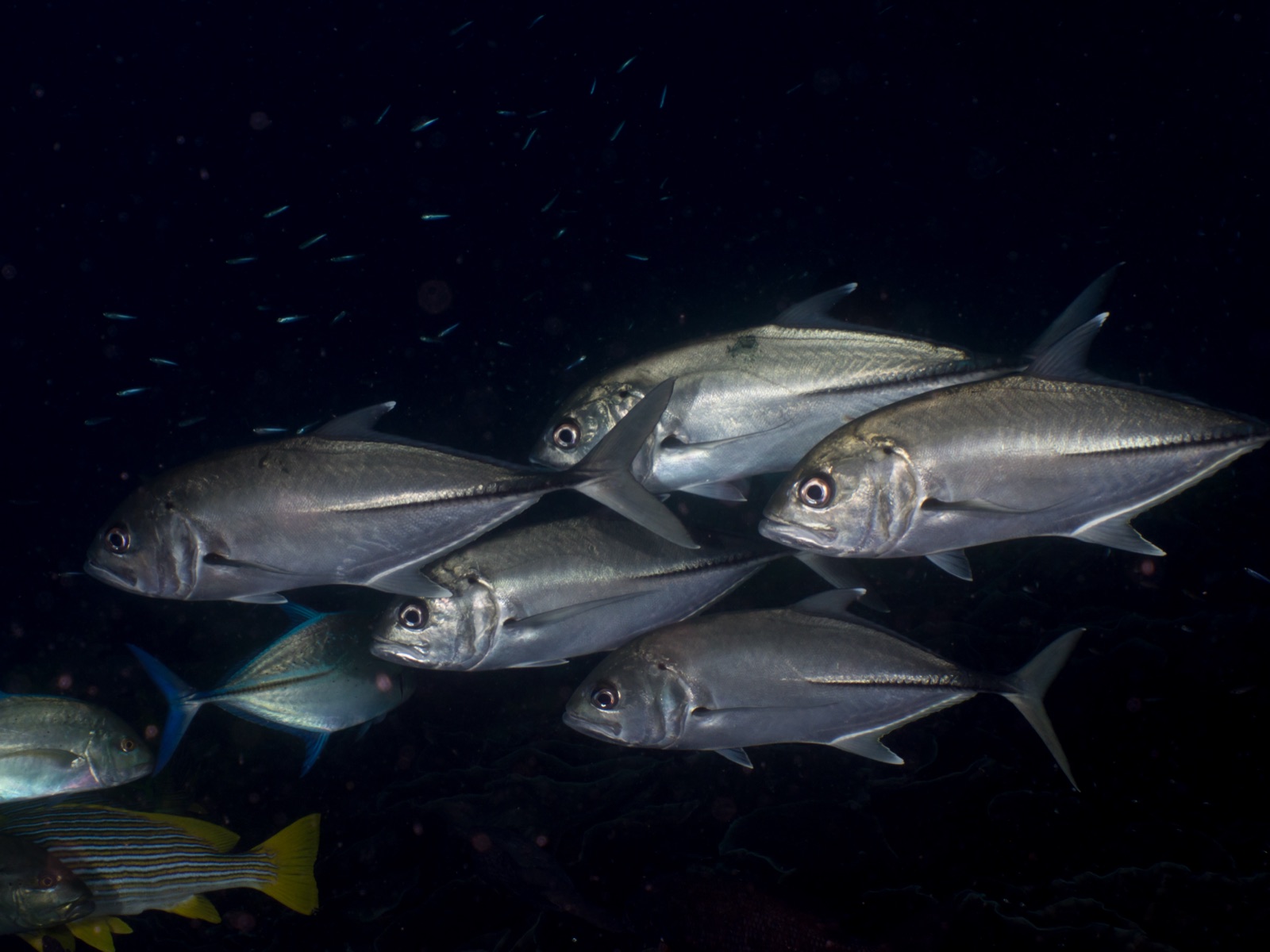 Photo of Bigeye trevally (Caranx sexfasciatus)