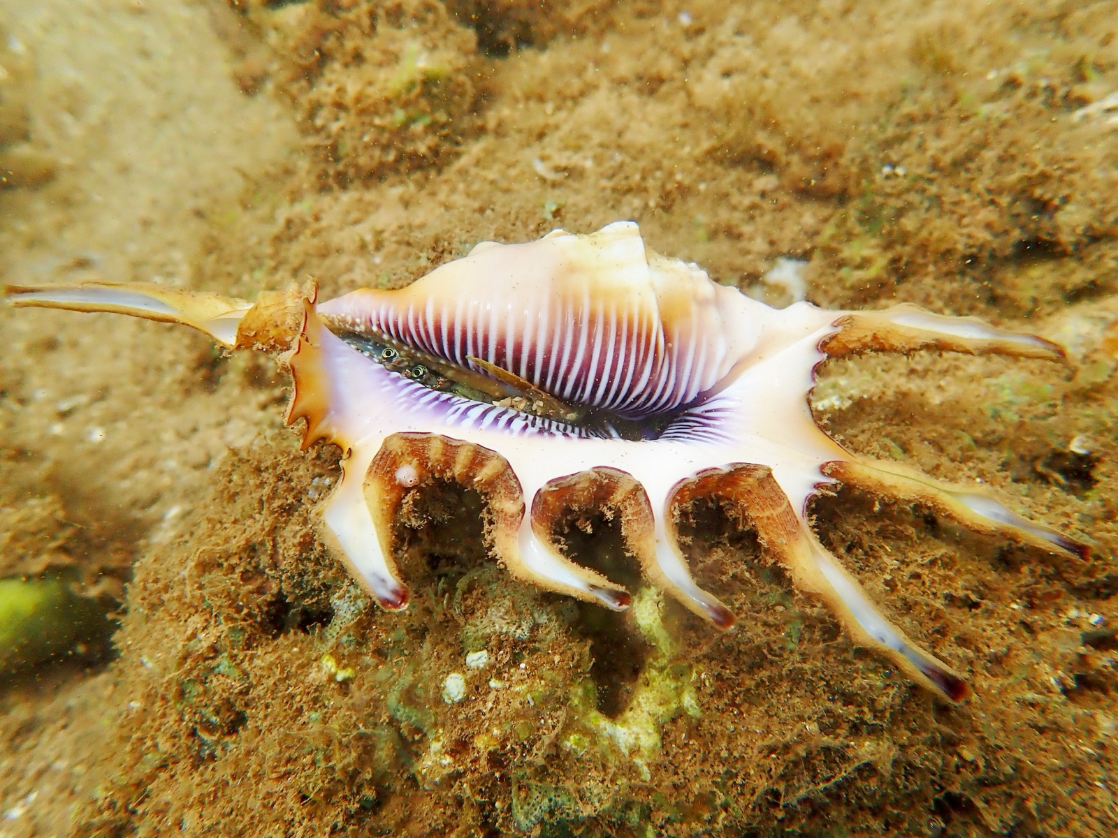 Photo de Strombe araignée (Lambis lambis)