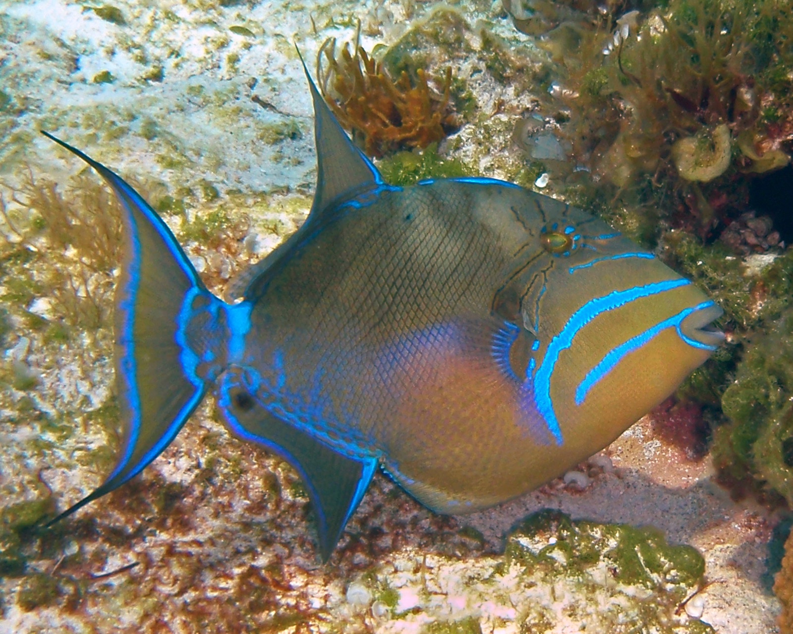 Photo of Queen triggerfish (Balistes vetula)