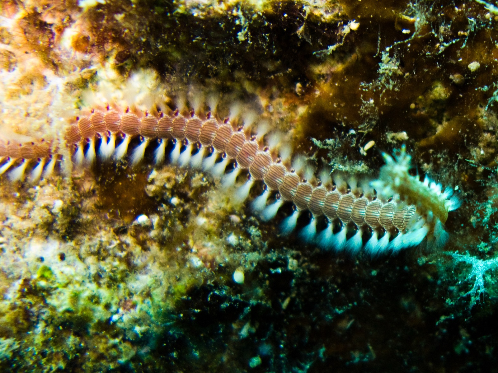 Photo of Striped fireworm (Pherecardia striata)