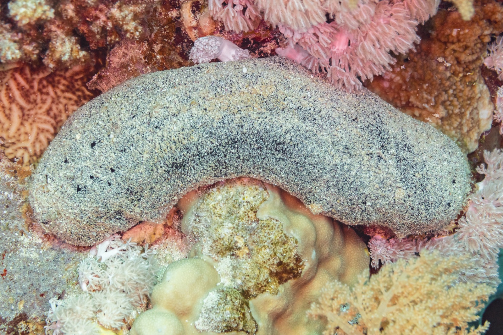 Photo of Black sea cucumber (Holothuria atra)