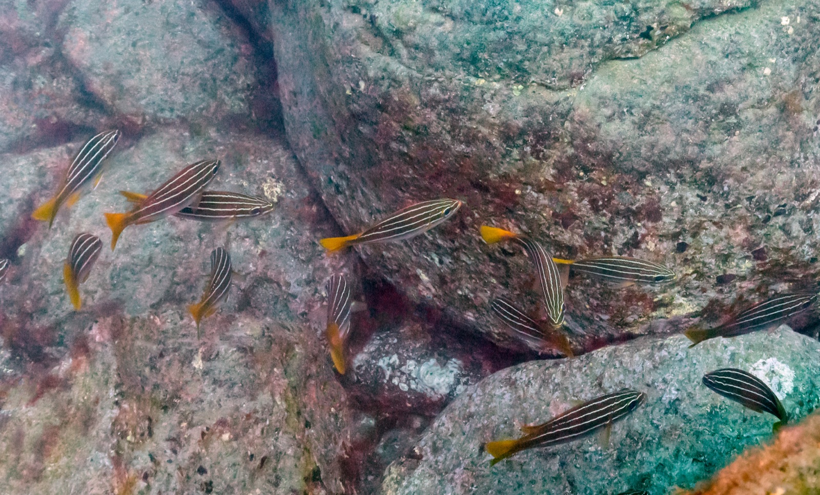 Foto de Burro listado (Parapristipoma octolineatum)