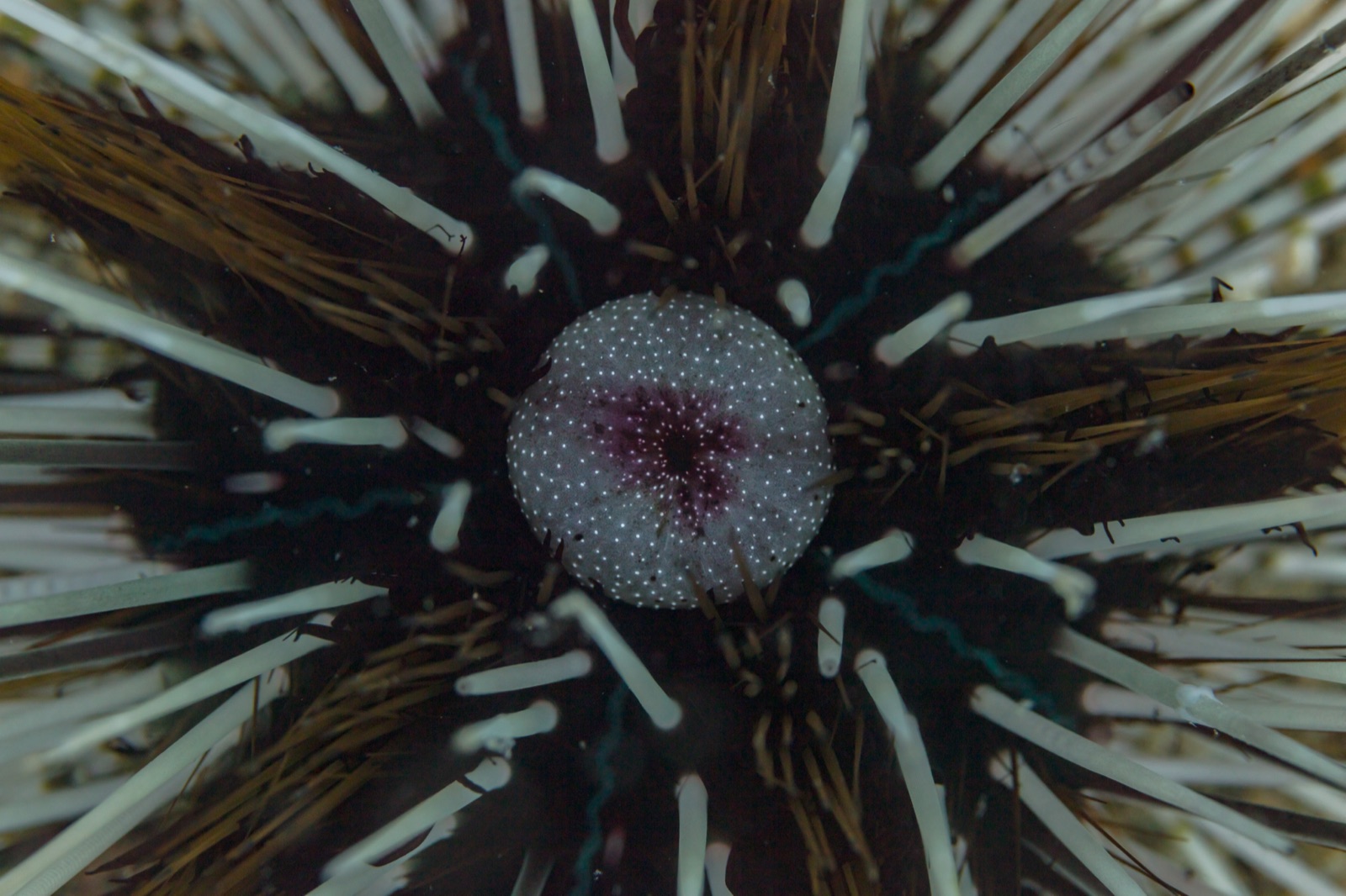 Photo of Banded sea urchin (Echinothrix calamaris)