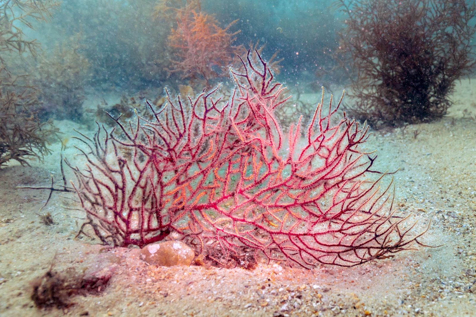 Photo of Warty gorgonian (Leptogorgia sarmentosa)