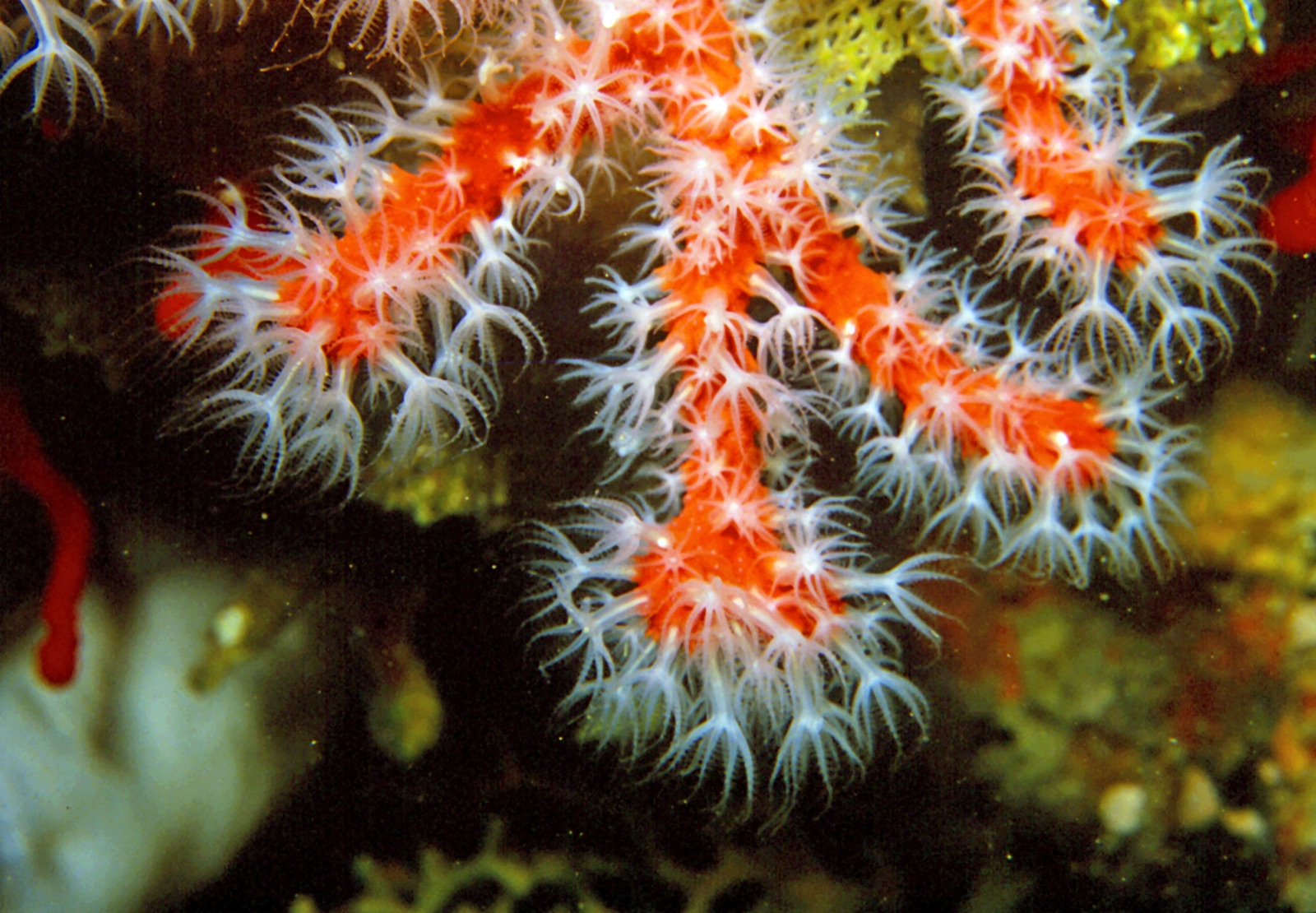 Photo of Red coral (Corallium rubrum)