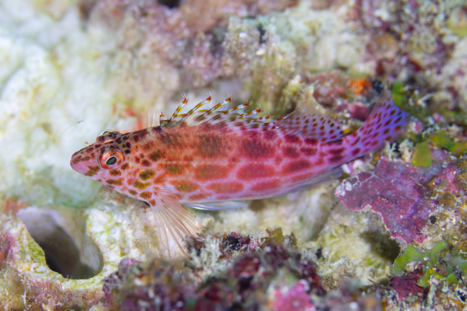 Photo of Coral hawkfish (Cirrhitichthys oxycephalus)