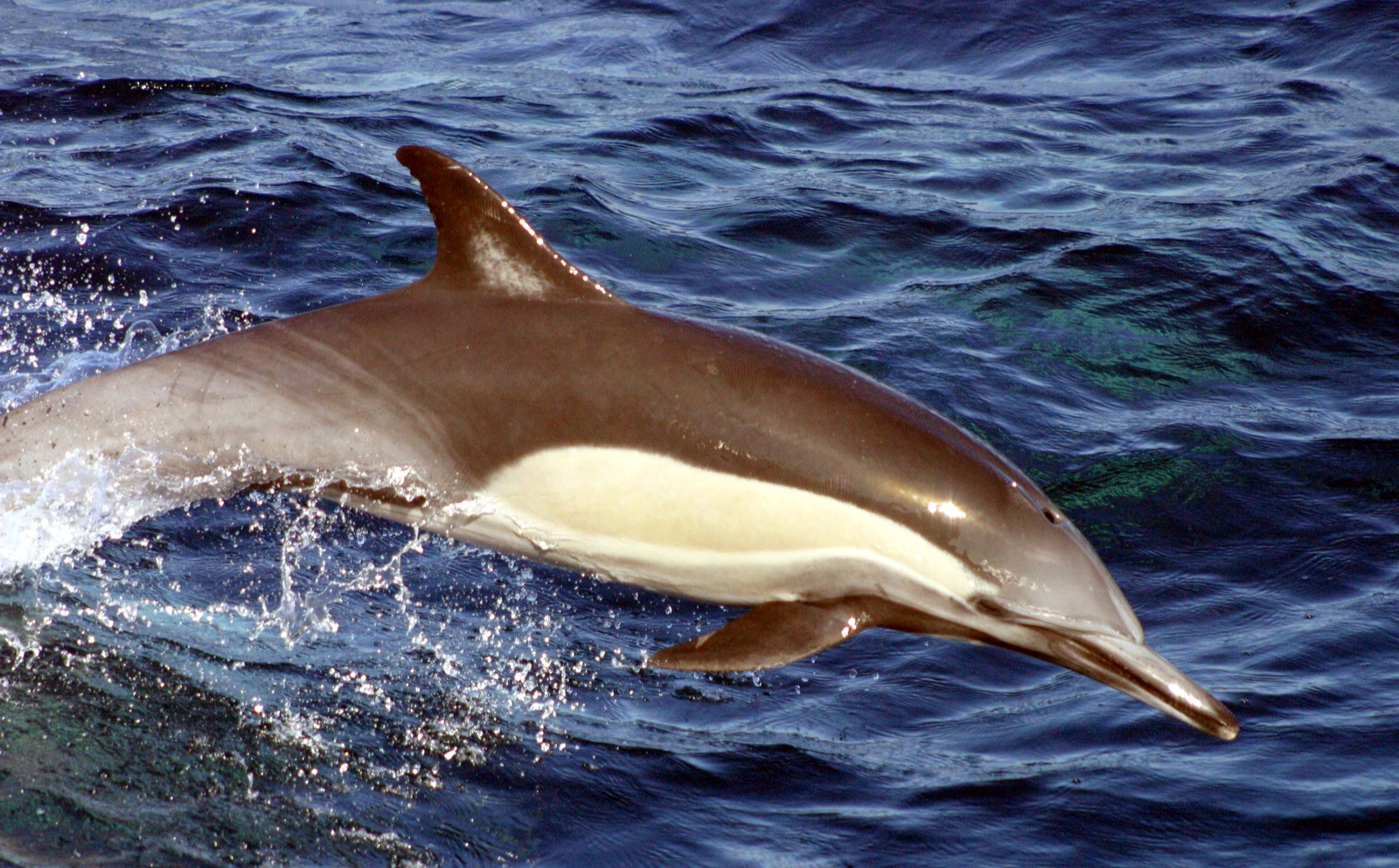 Photo of Long-Beaked Common Dolphin (Delphinus capensis)