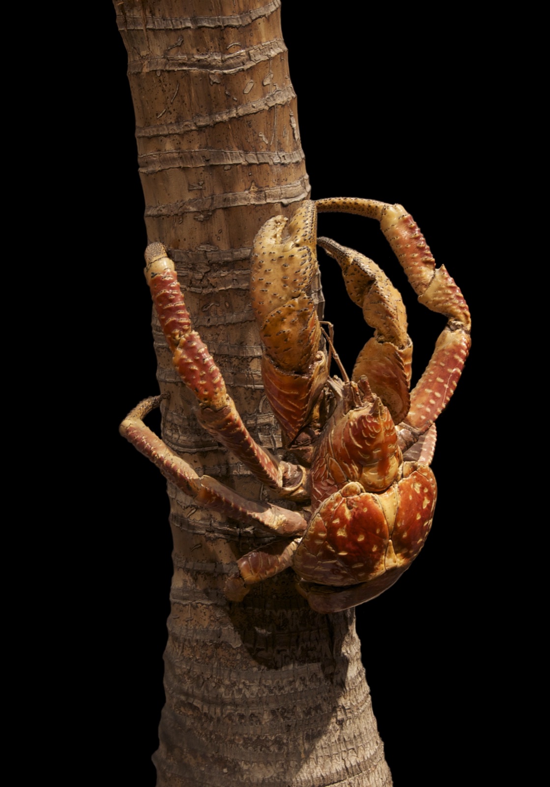 Photo of Coconut Crab (Birgus latro)
