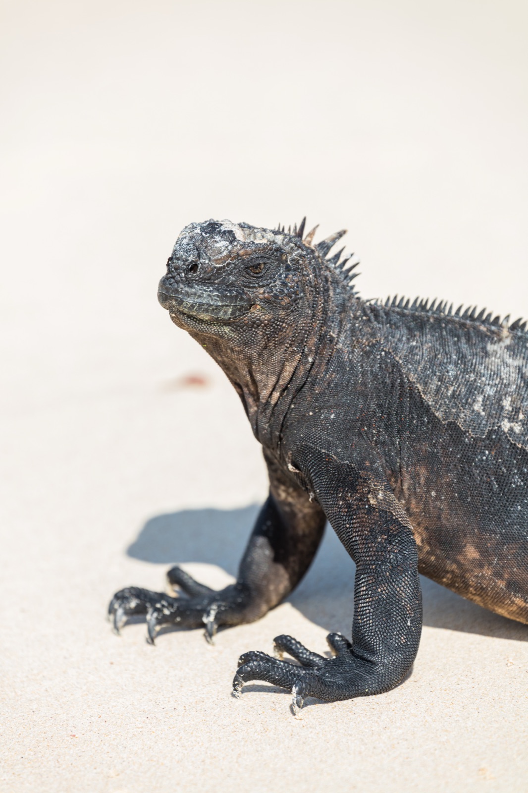 Photo of Galapagos Marine Iguana (Amblyrhynchus cristatus)