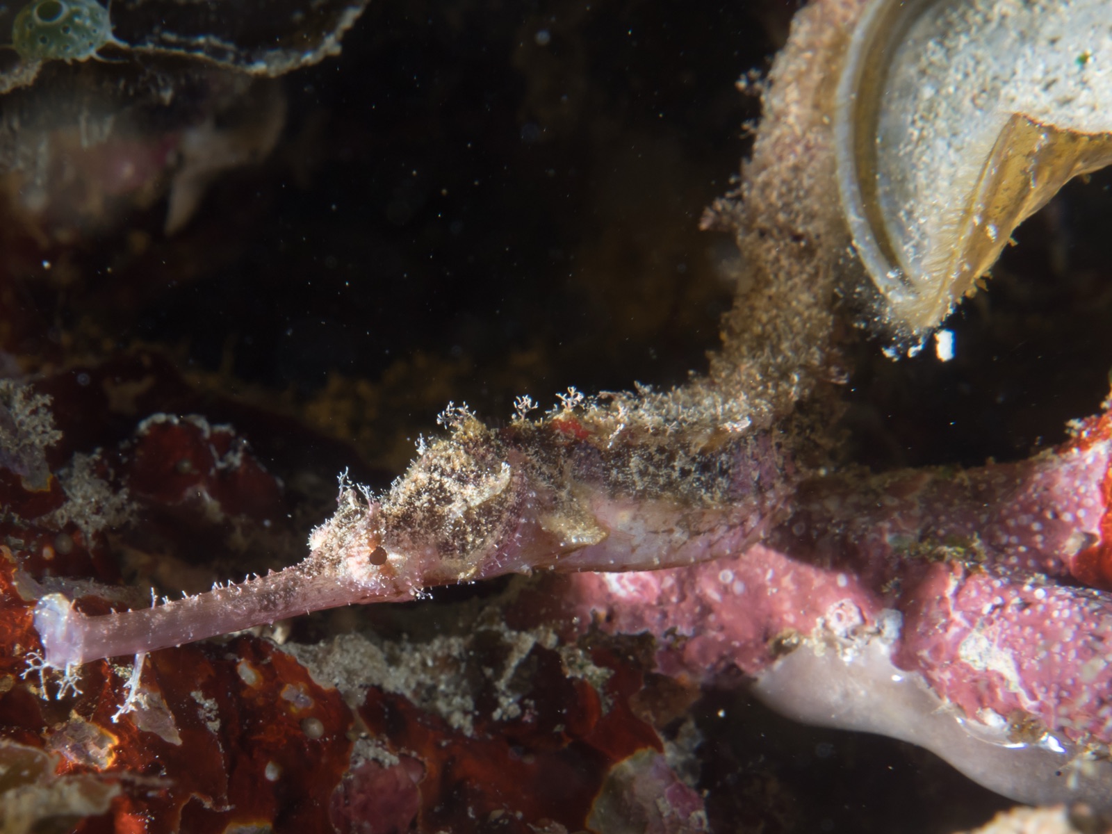 Foto de Pez pipa hocico grande (Halicampus macrorhynchus)