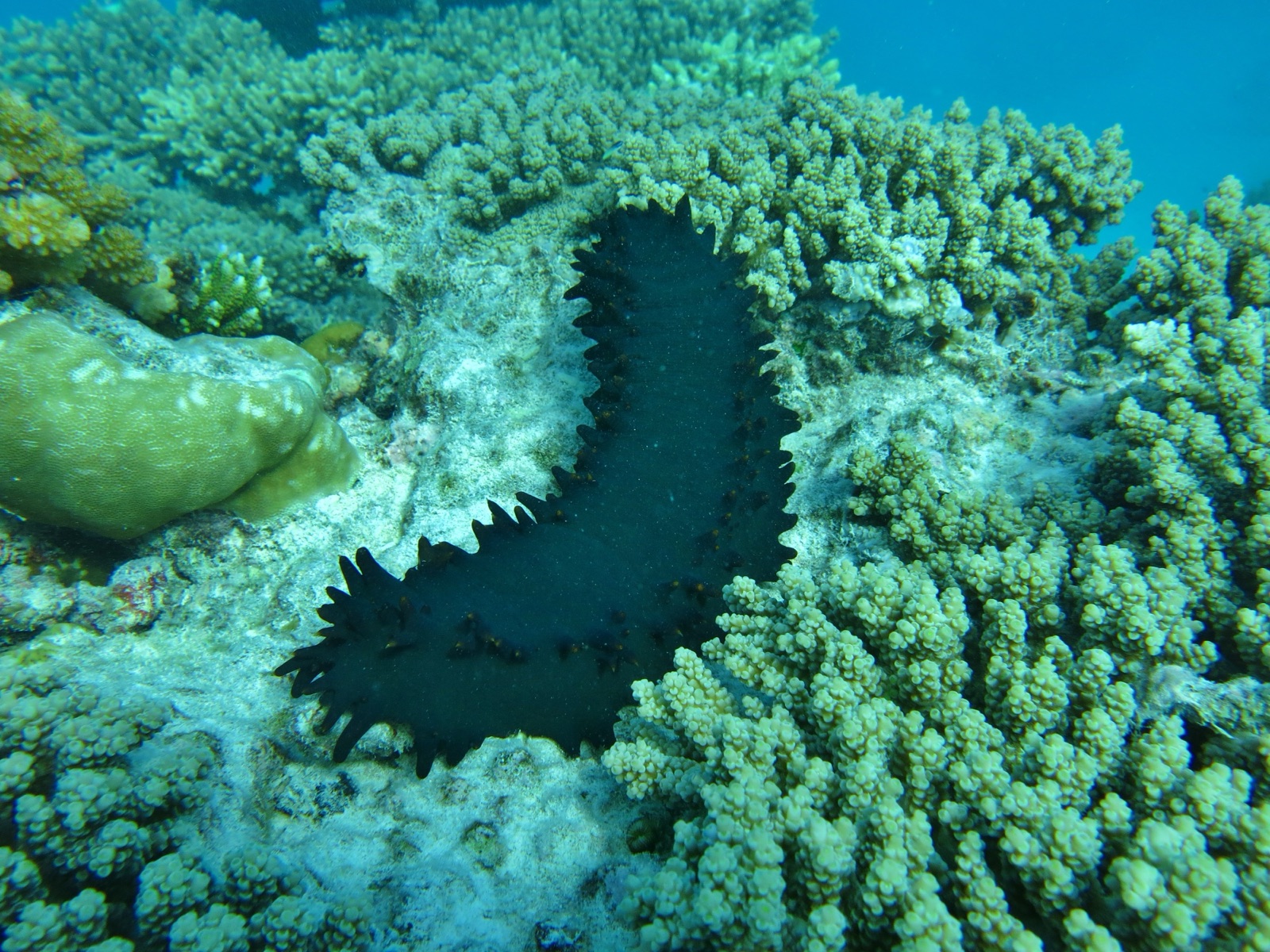 Photo of Greenfish sea cucumber (Stichopus chloronotus)