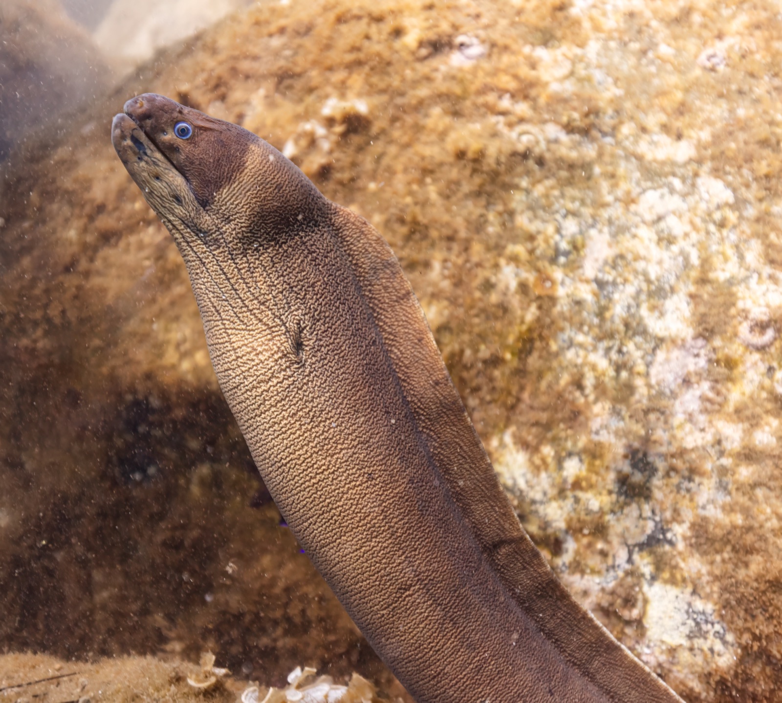 Photo of Brown moray (Gymnothorax unicolor)