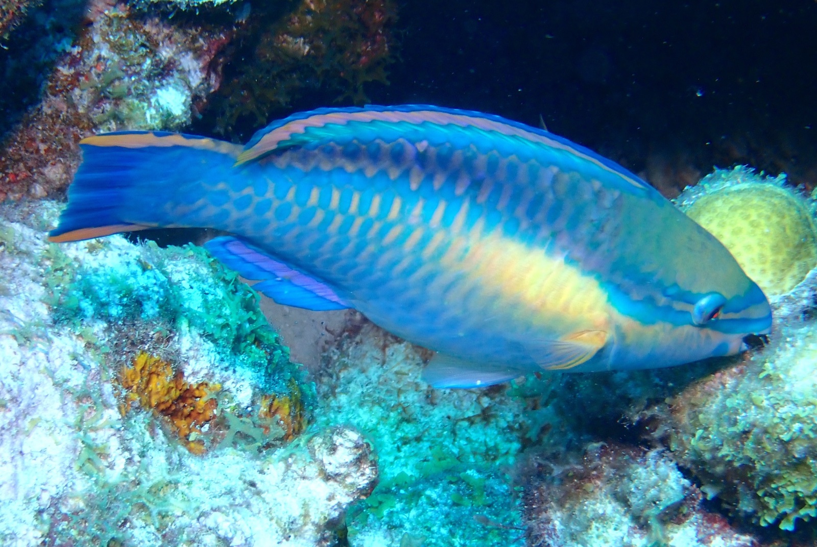 Photo of Princess parrotfish (Scarus taeniopterus)