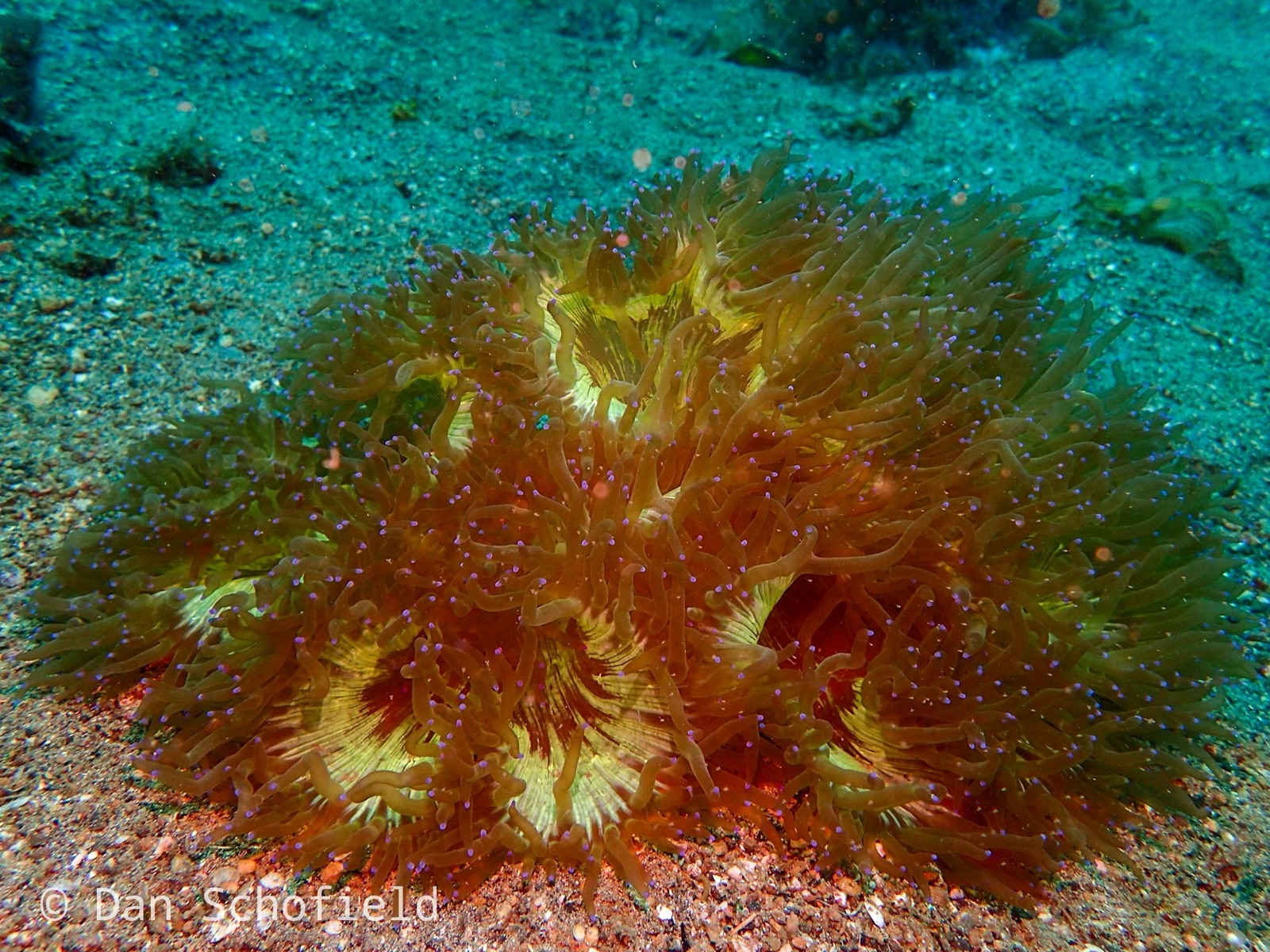 Photo of Elegance coral (Catalaphyllia jardinei)