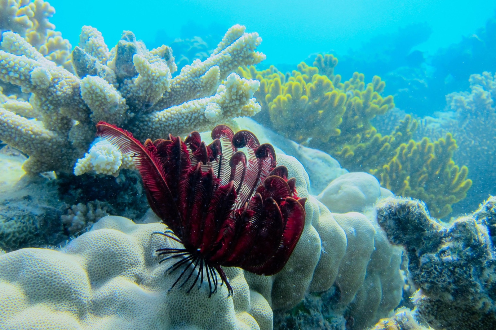 Photo of Red feather star (Himerometra robustipinna)