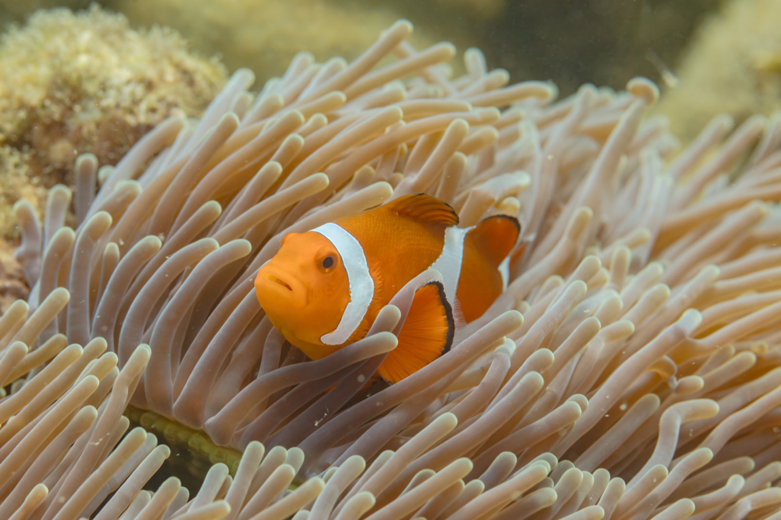 Photo of False clownfish (Amphiprion ocellaris)