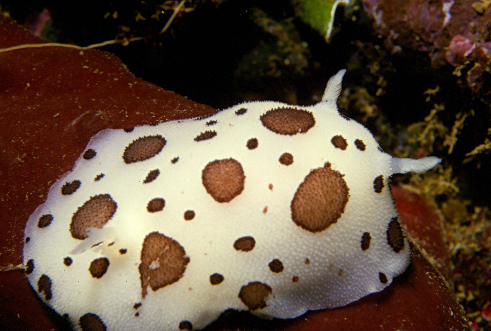 Photo of Dalmatian doris (Discodoris atromaculata)