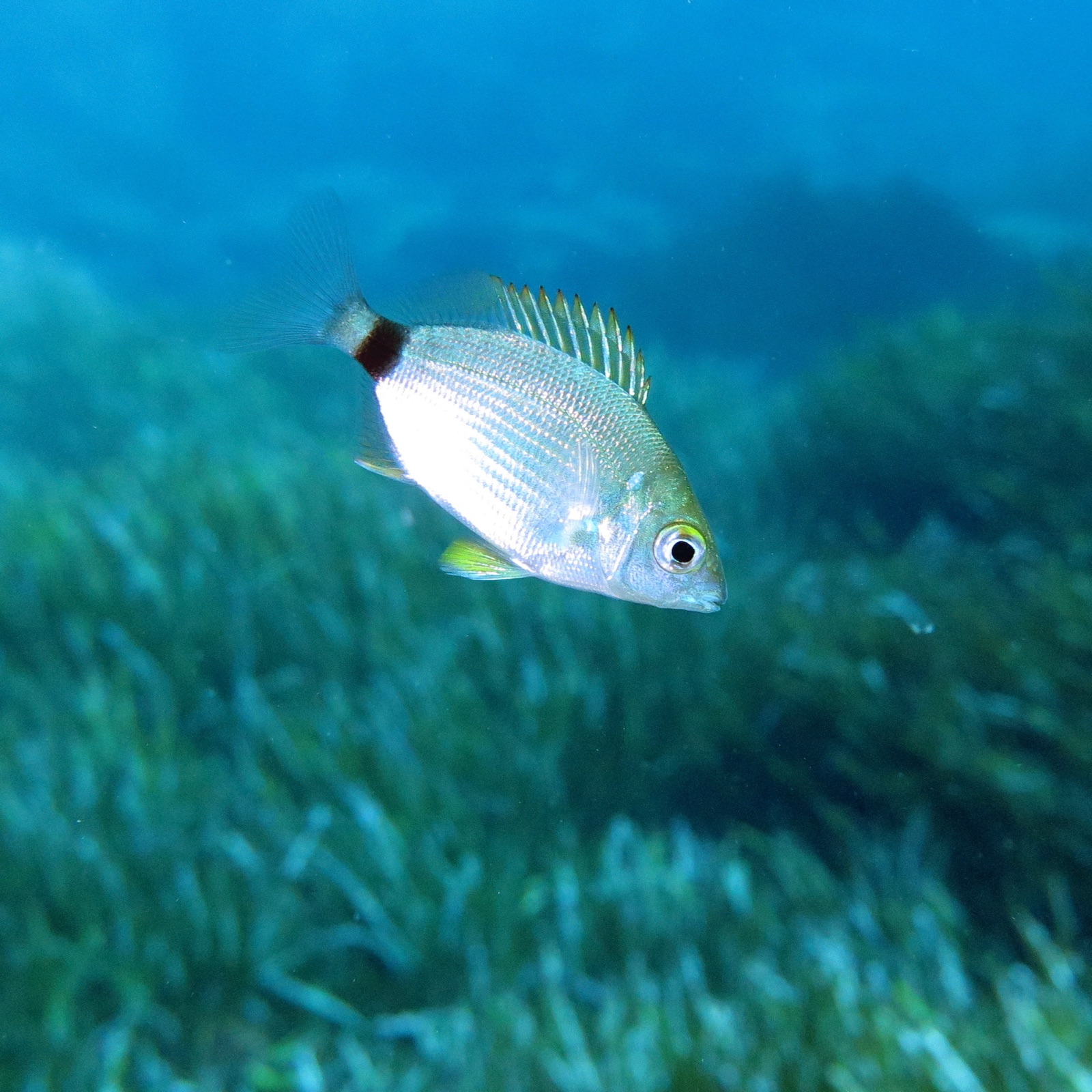 Photo of Annular seabream (Diplodus annularis)