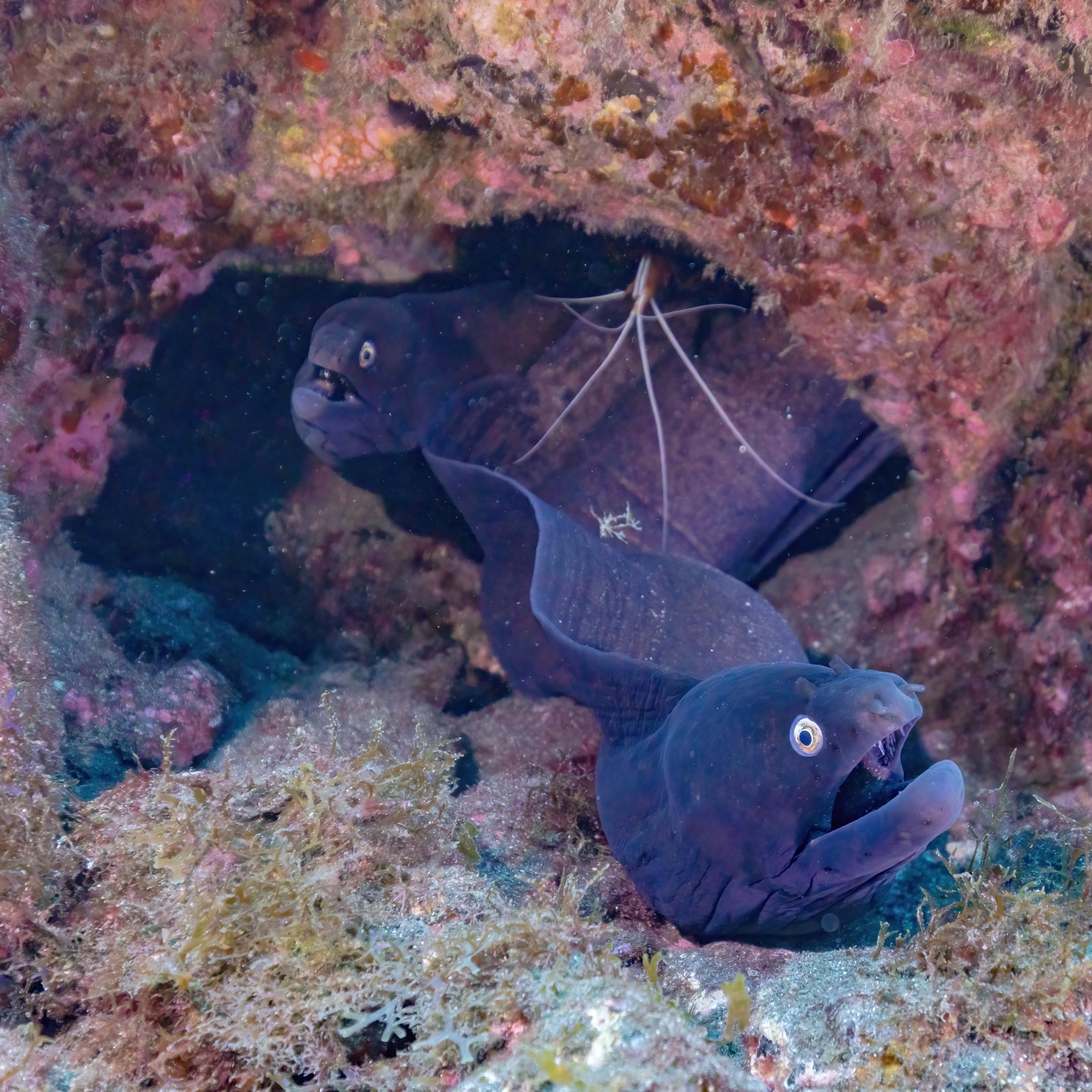 Photo of Black moray (Muraena augusti)
