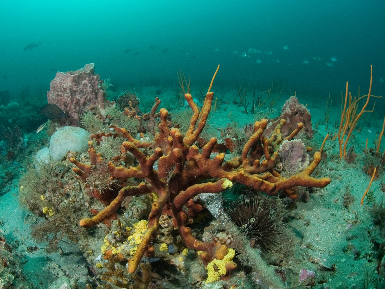 Photo of Yellow-brown rope sponge (Aplysina fulva)