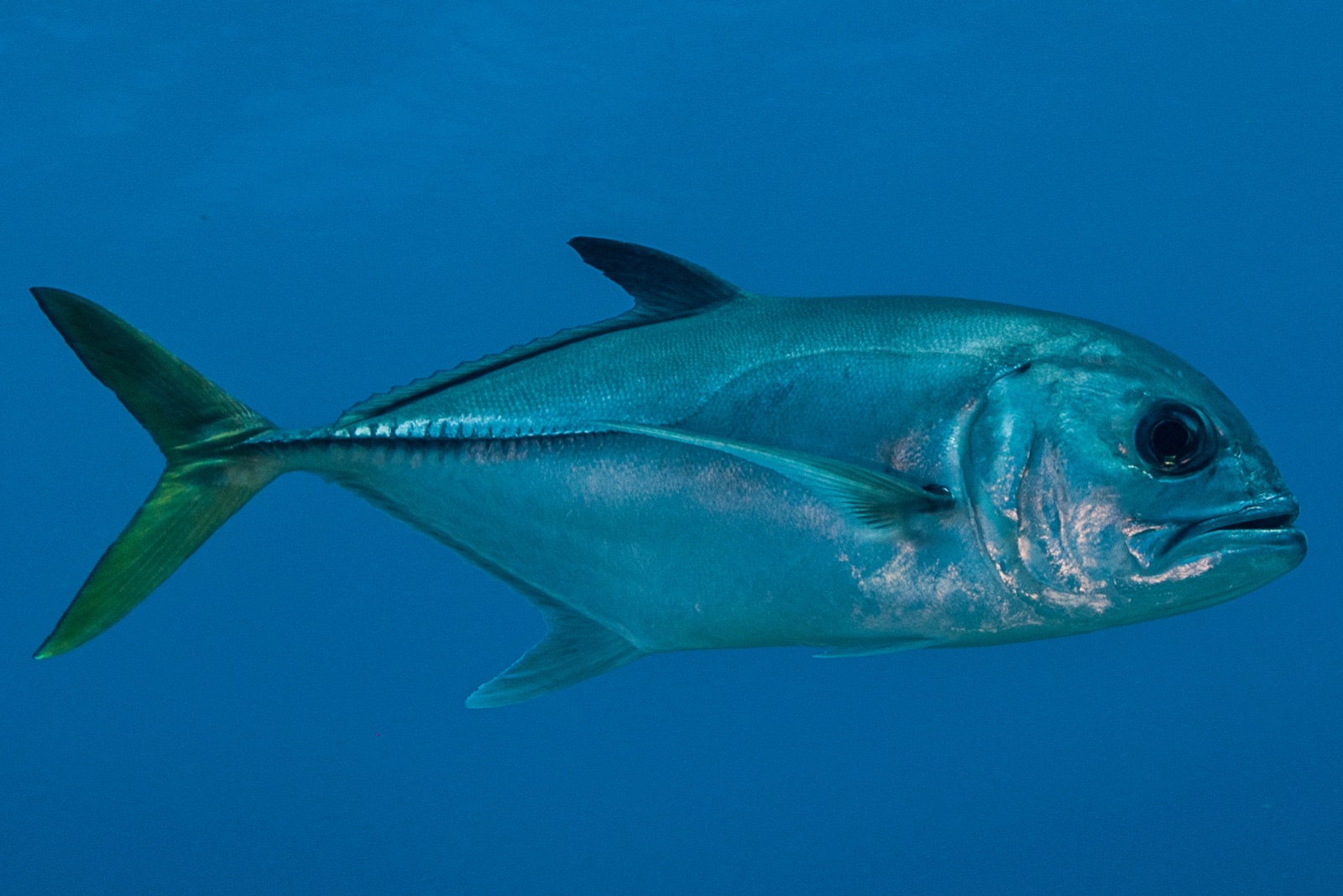 Foto de Jurel ojo de caballo (Caranx latus)