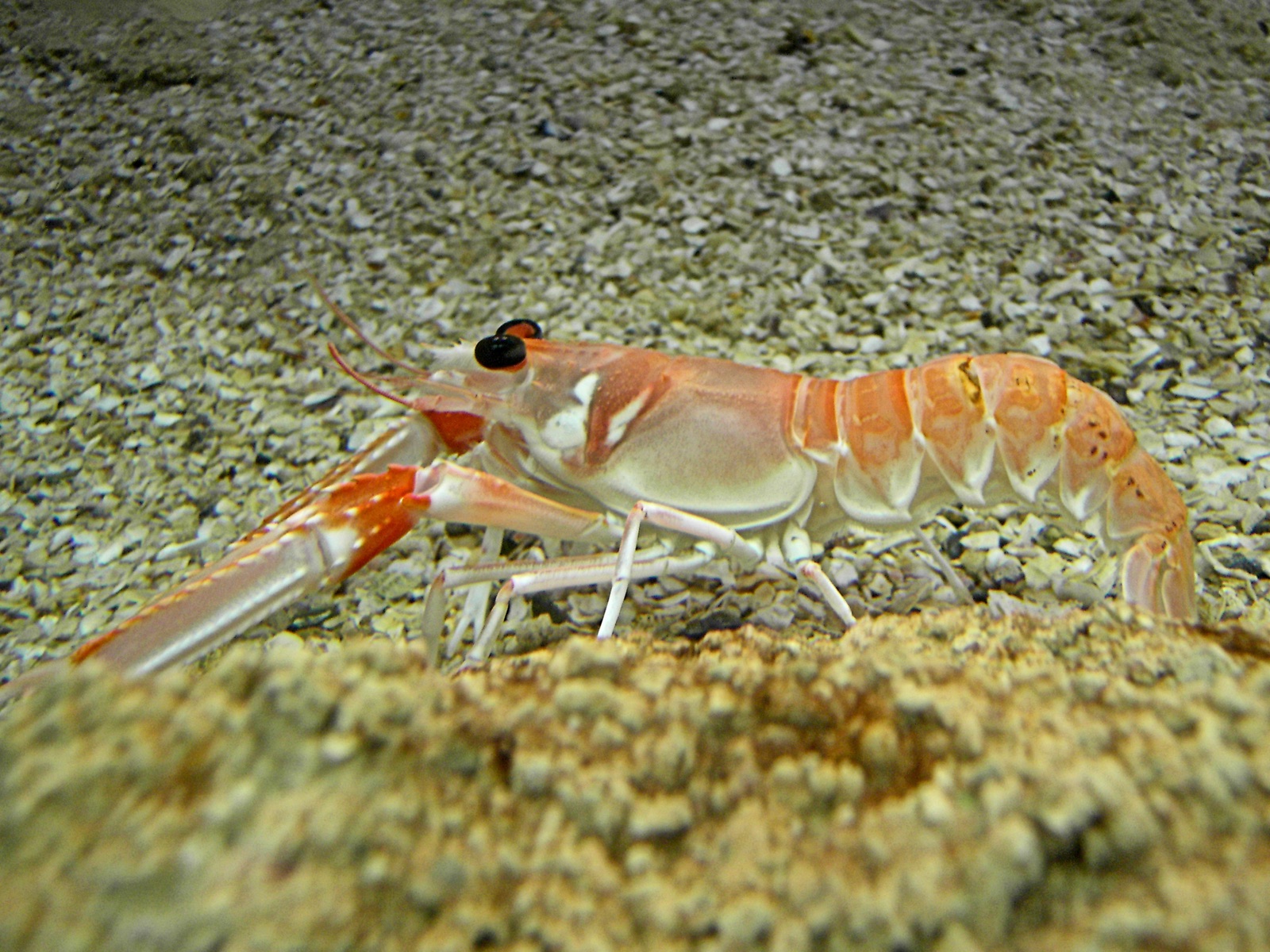 Photo of Norway lobster (Nephrops norvegicus)