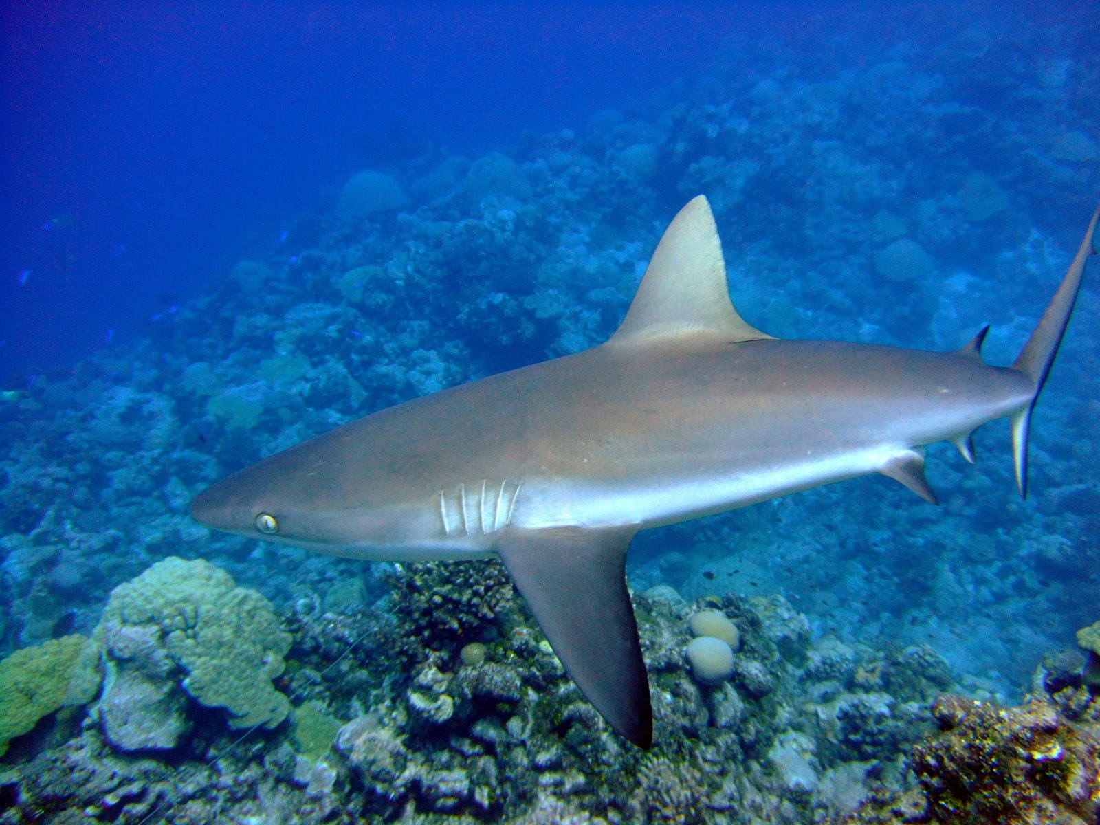 Foto de Tiburón Gris de Arrecife (Carcharhinus amblyrhynchos)